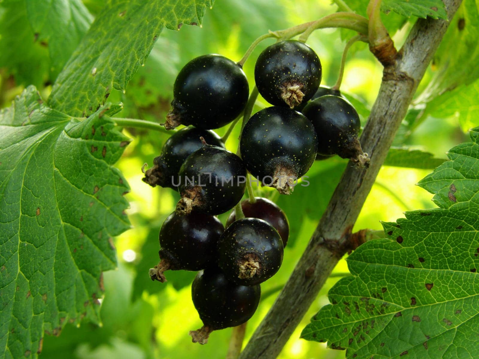 little bunch of blackcurrant on the branch