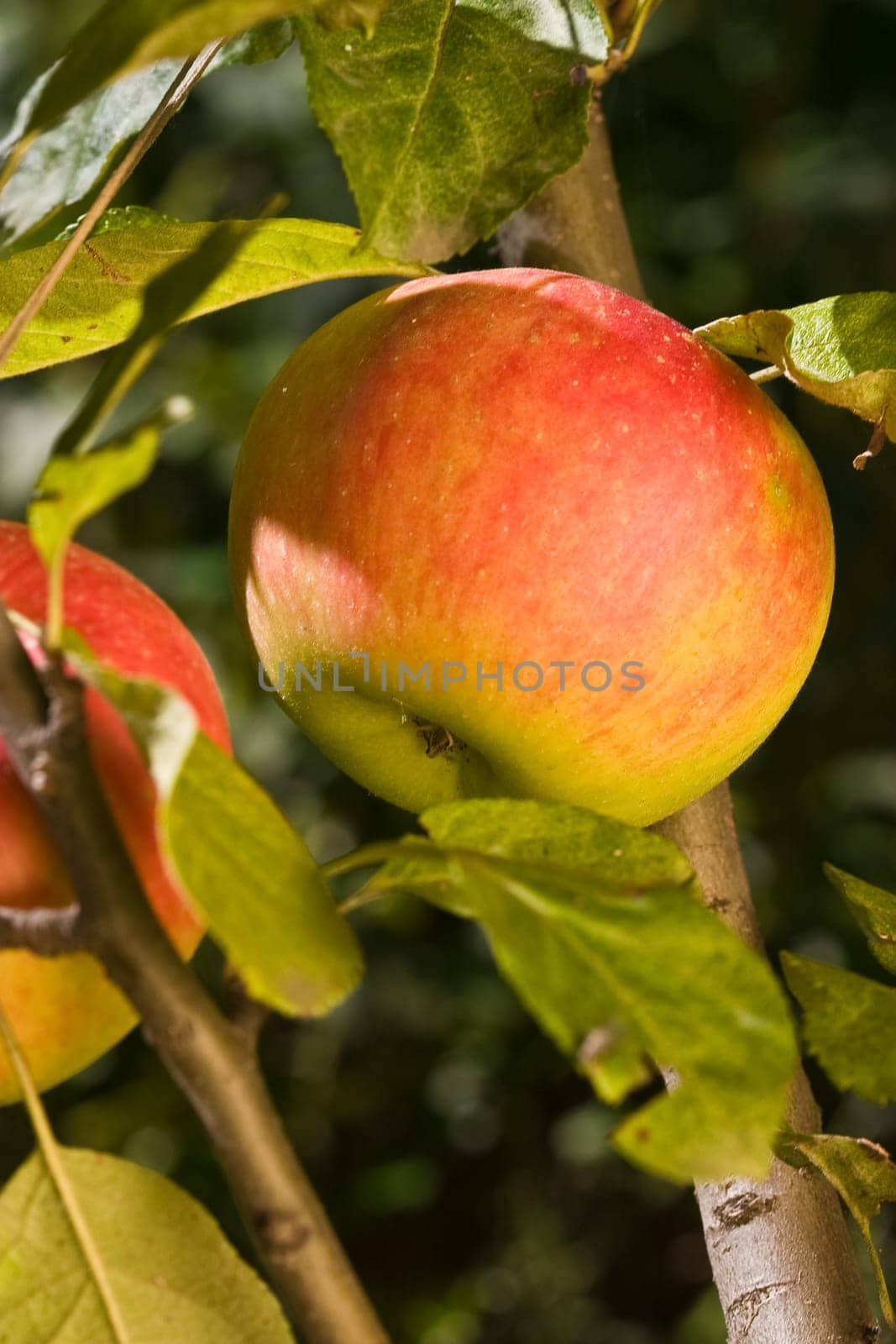 food series: tasty ripe and juicy apple