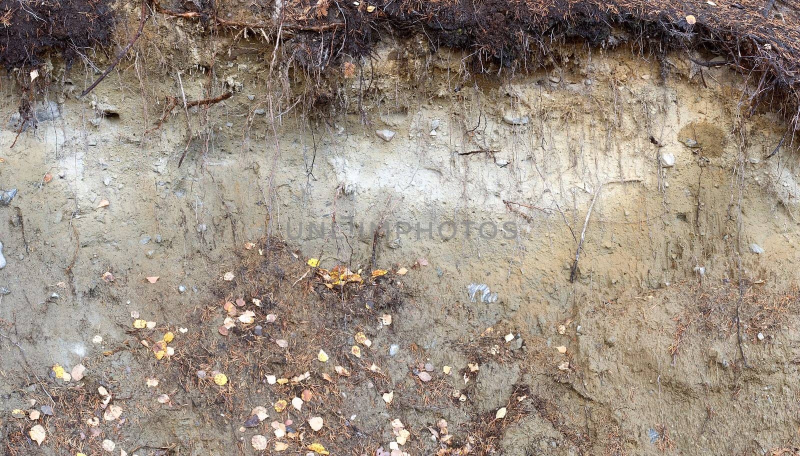 Earthen grunge wall in autumnal forest with leafs