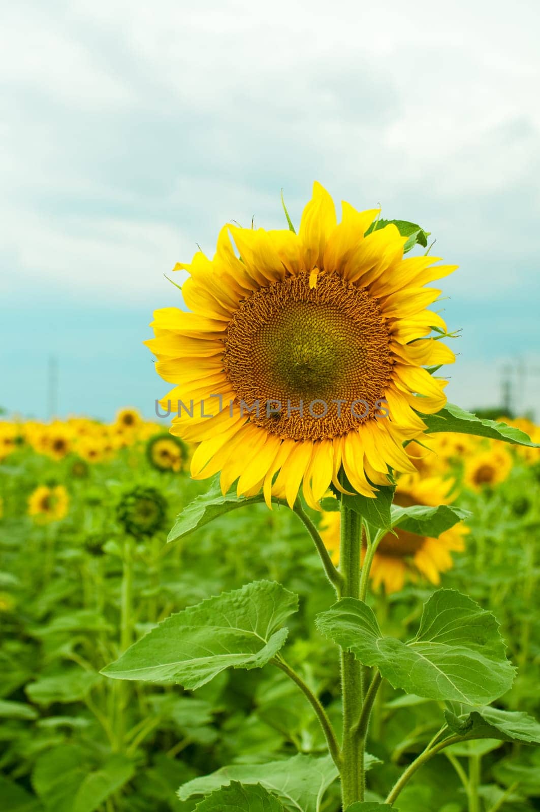 sunflower in the field