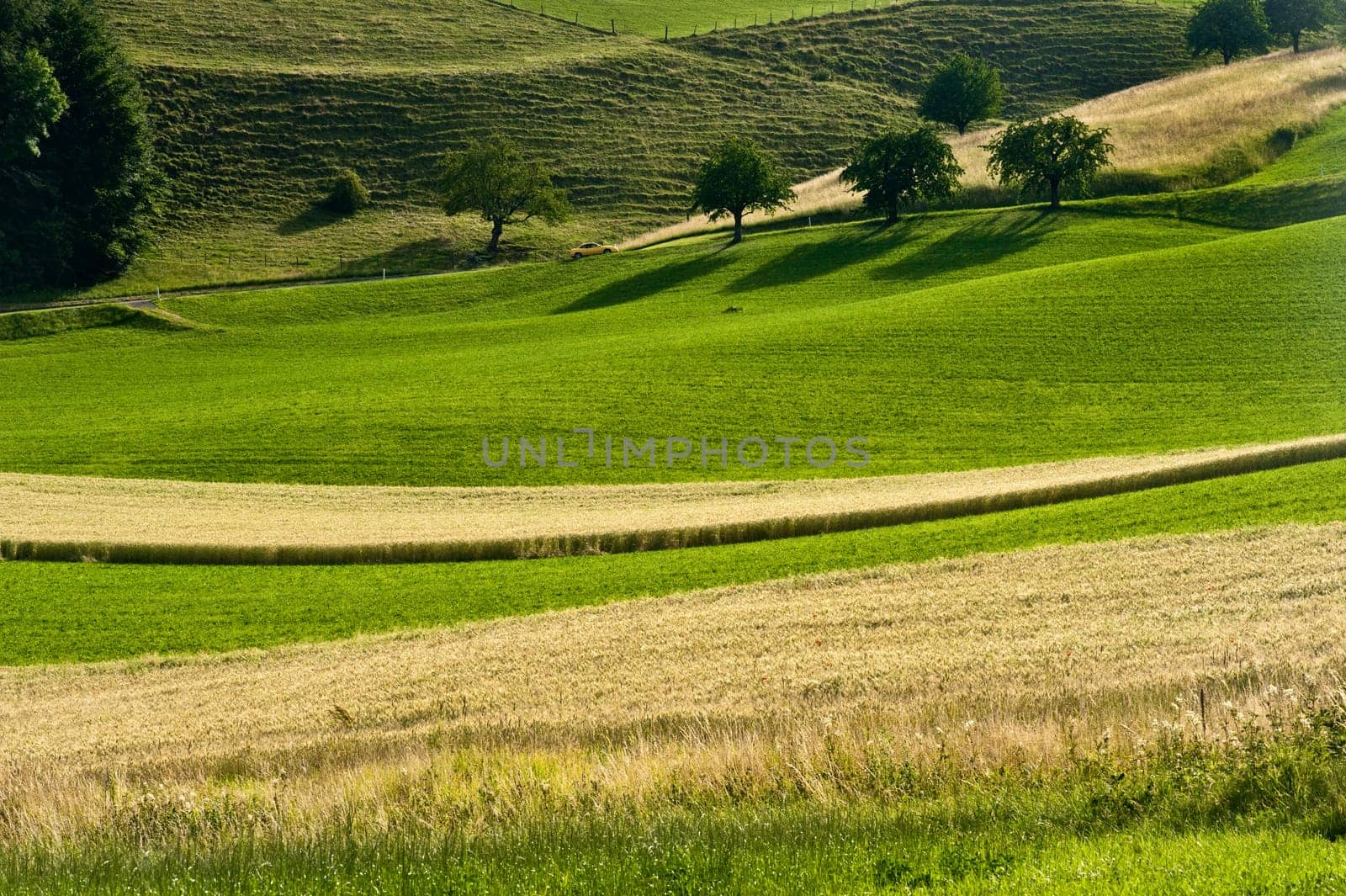 Rural landscape of wheat fields and grass meadows in summer