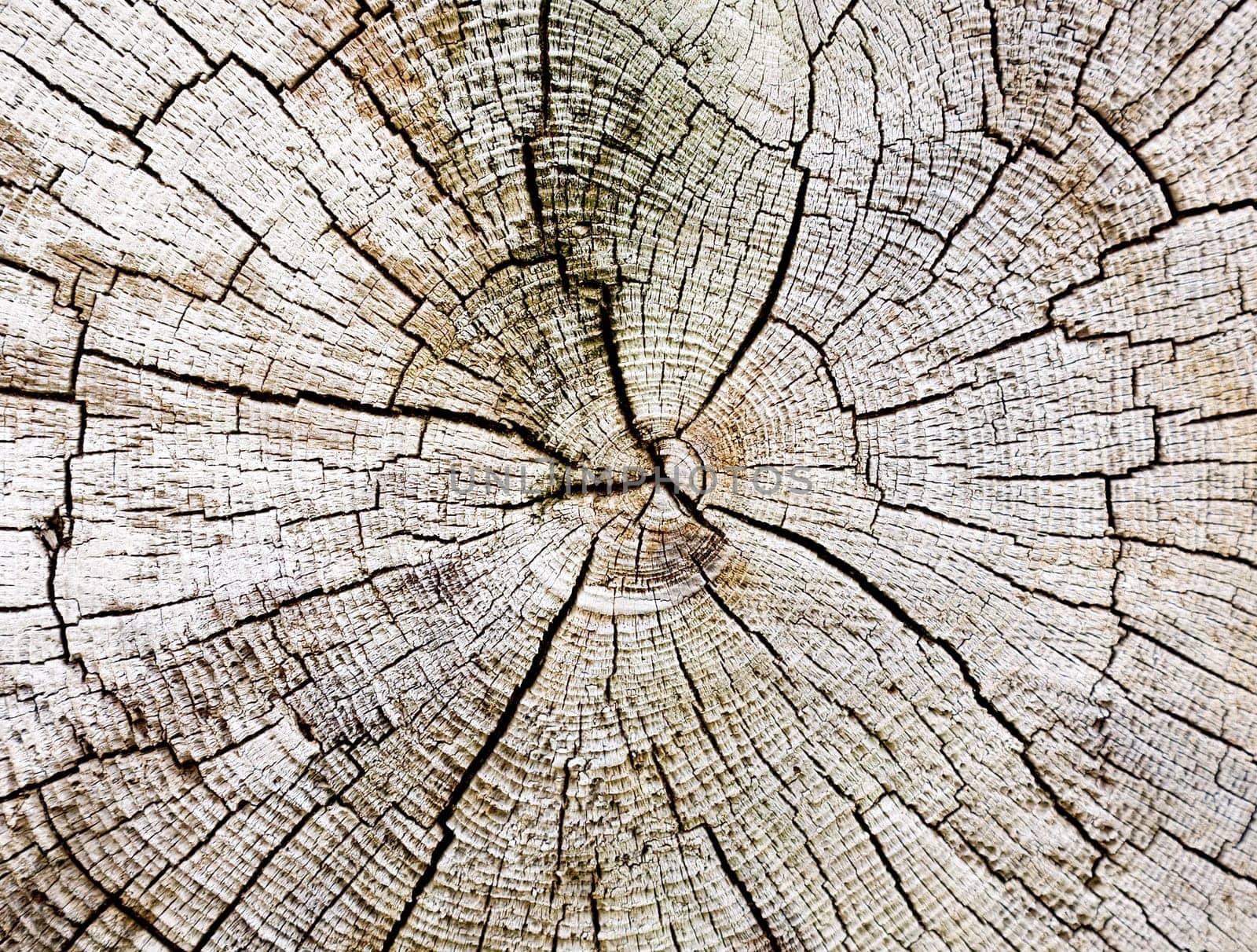 Cut of a trunk of an old rotten tree background
