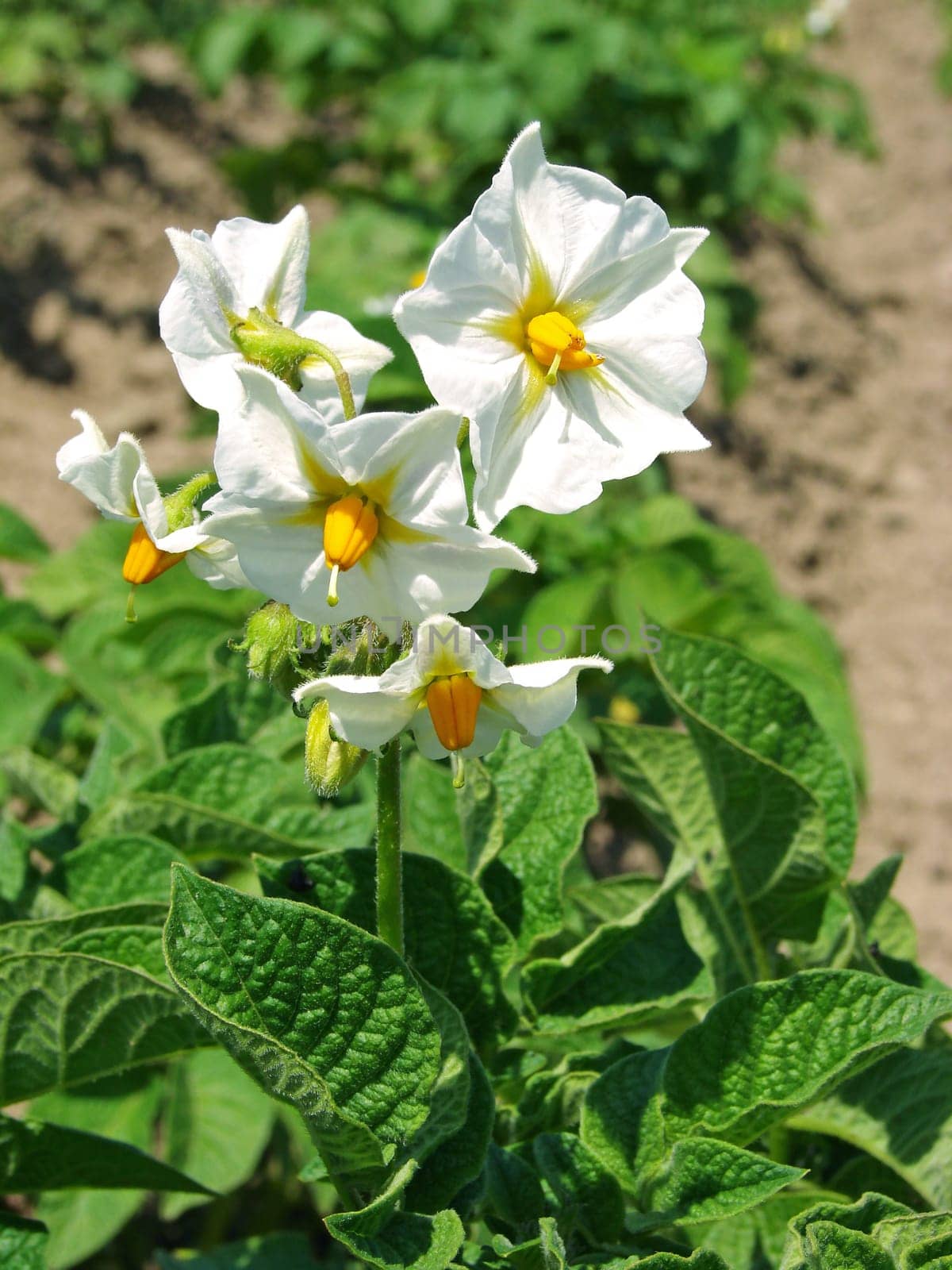 potato plant with white flowers on the vegetable bed