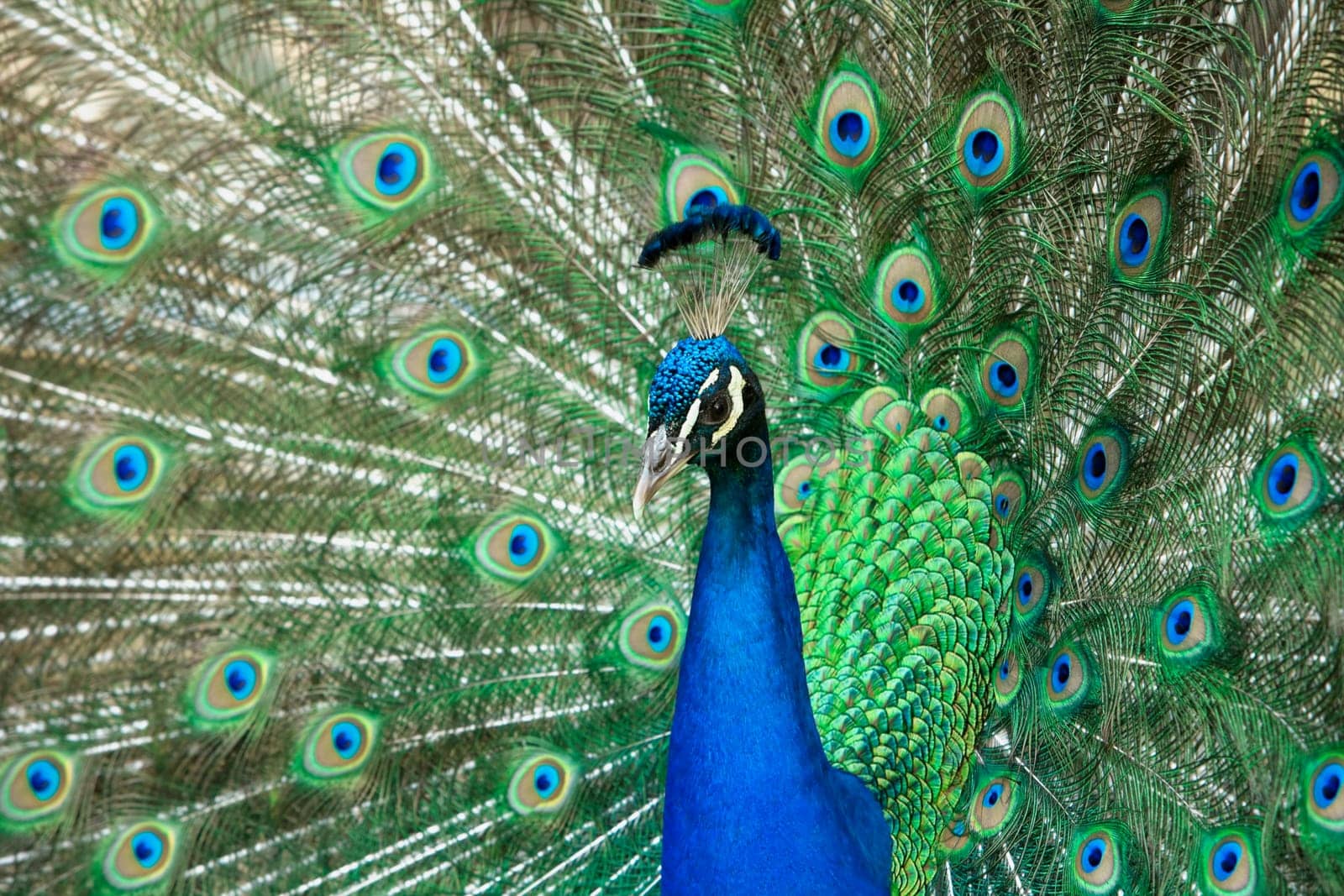 beautiful male peacock with its colorful tail feathers spread
