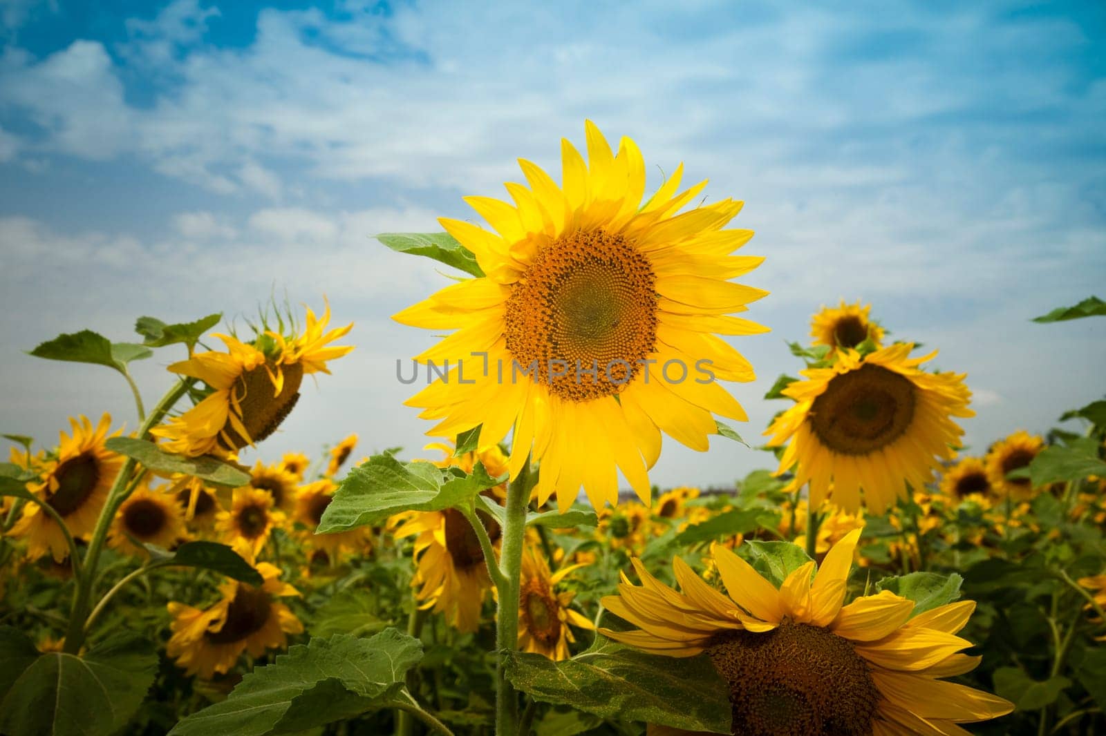 sunflowers under a blue sky / summer