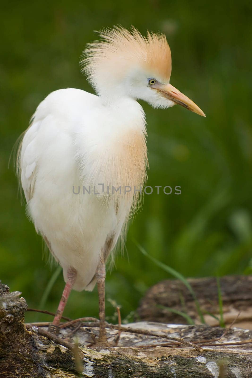 Cattle egret standing on a tree trunk