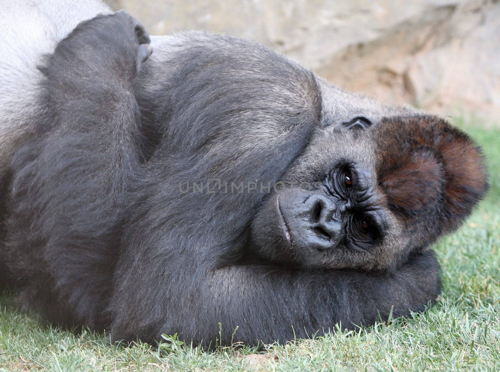 Male of gorilla in bioparc in Valencia, Spain