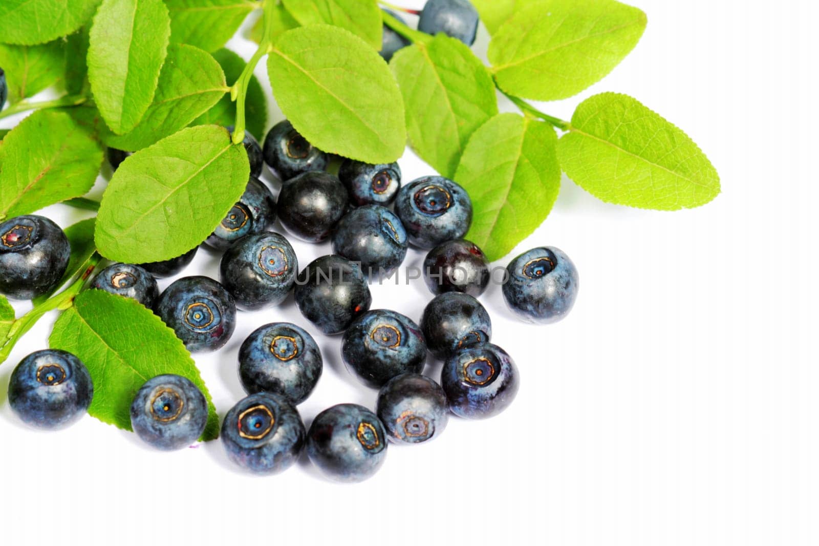 fresh blueberry