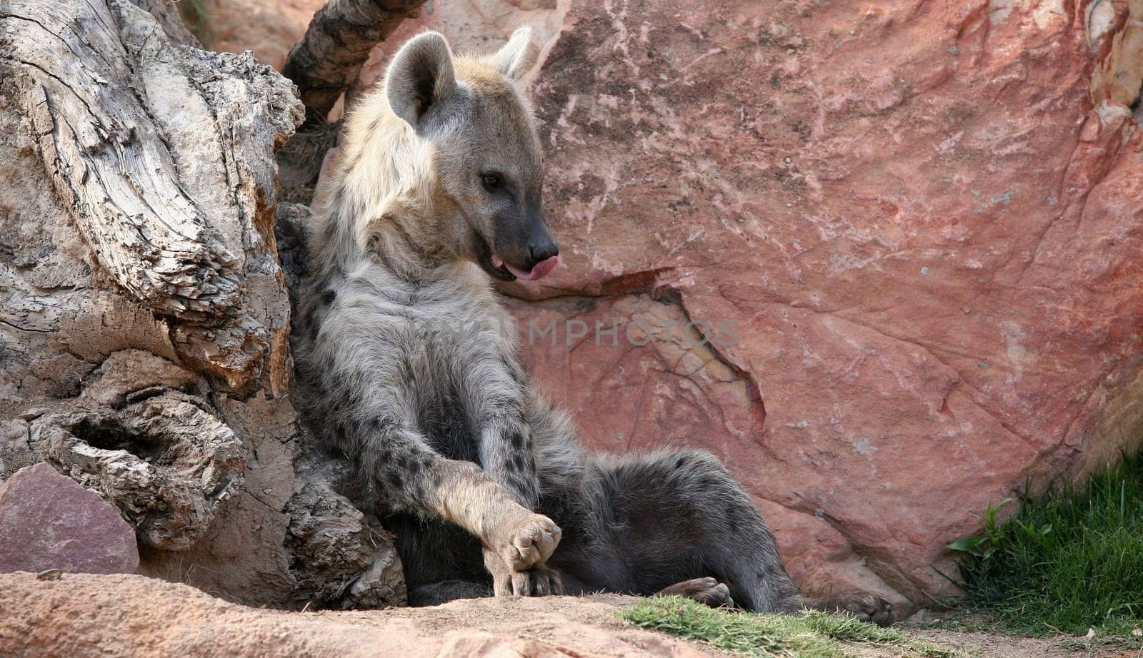 Hyena in bioparc in Valencia, Spain
