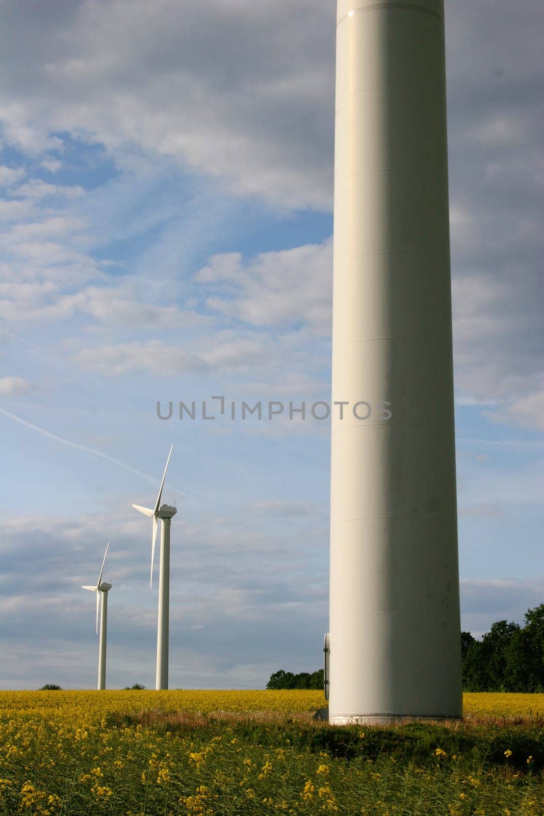 Alternative energies - Windmills and a rape field