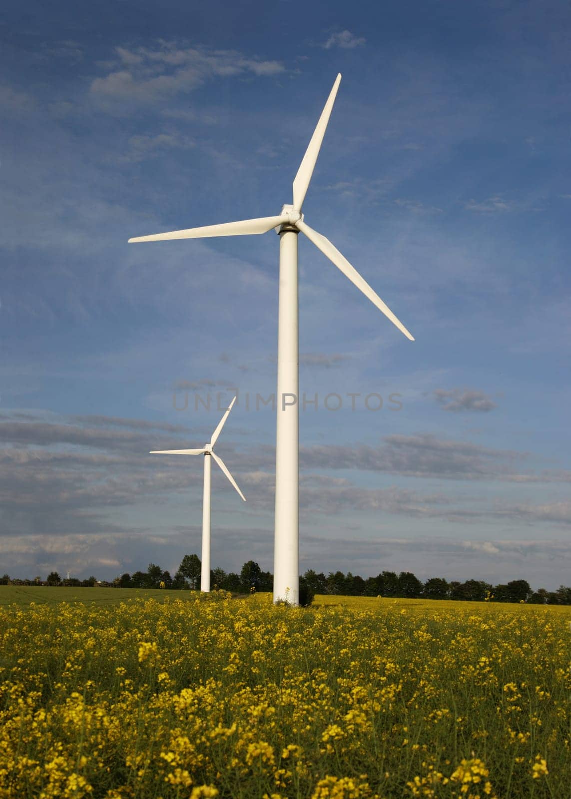 Alternative energies - Windmills and a rape field