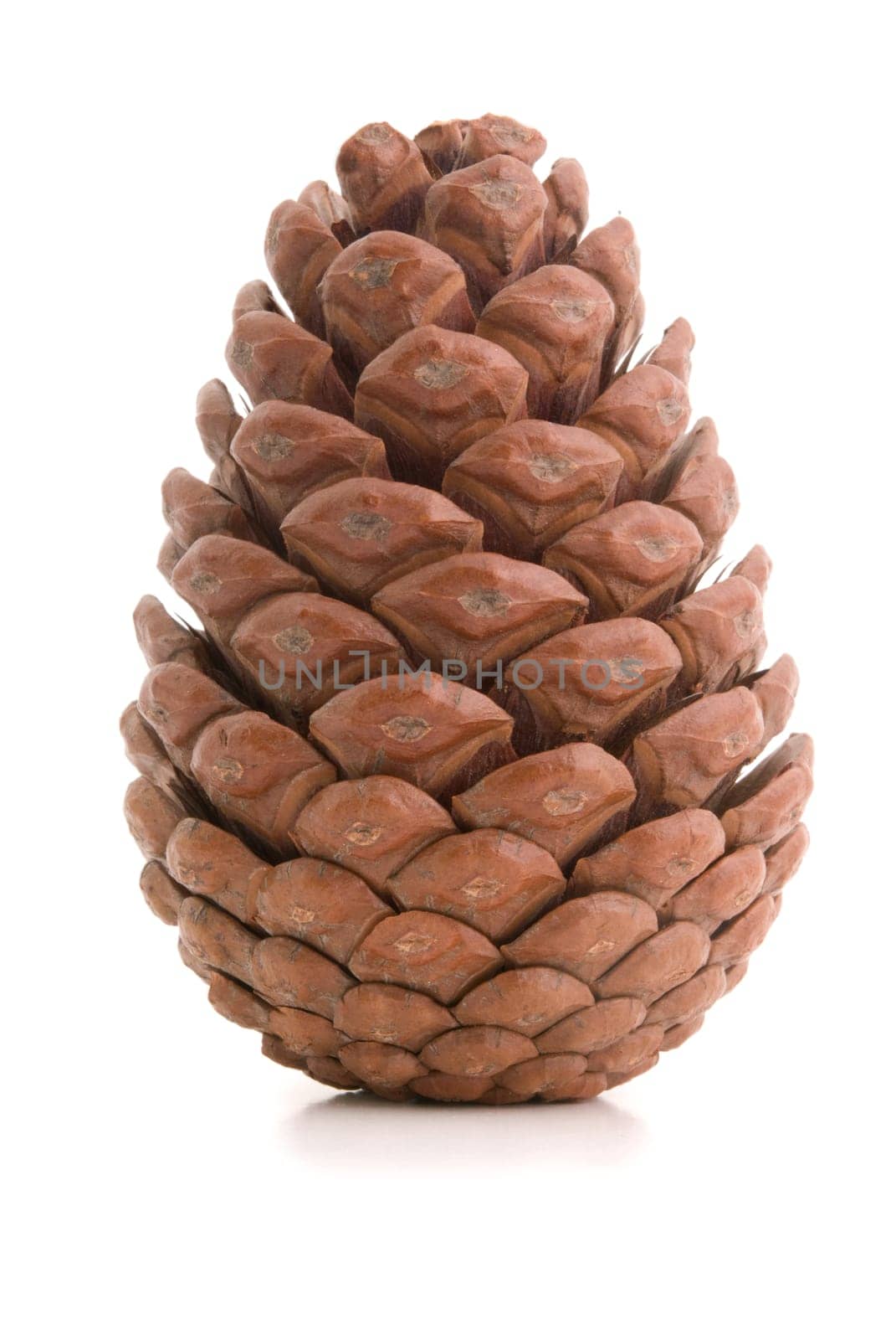 Great fir cone. Isolated on white background.