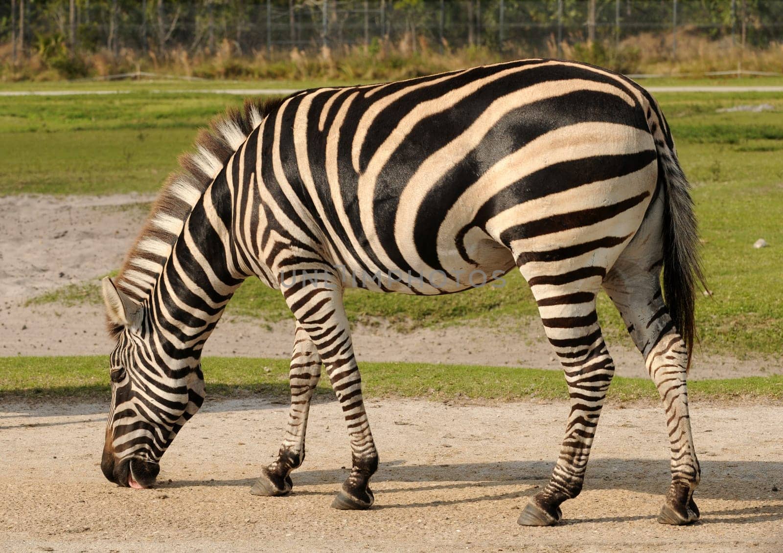 African zebra grazing outdoors