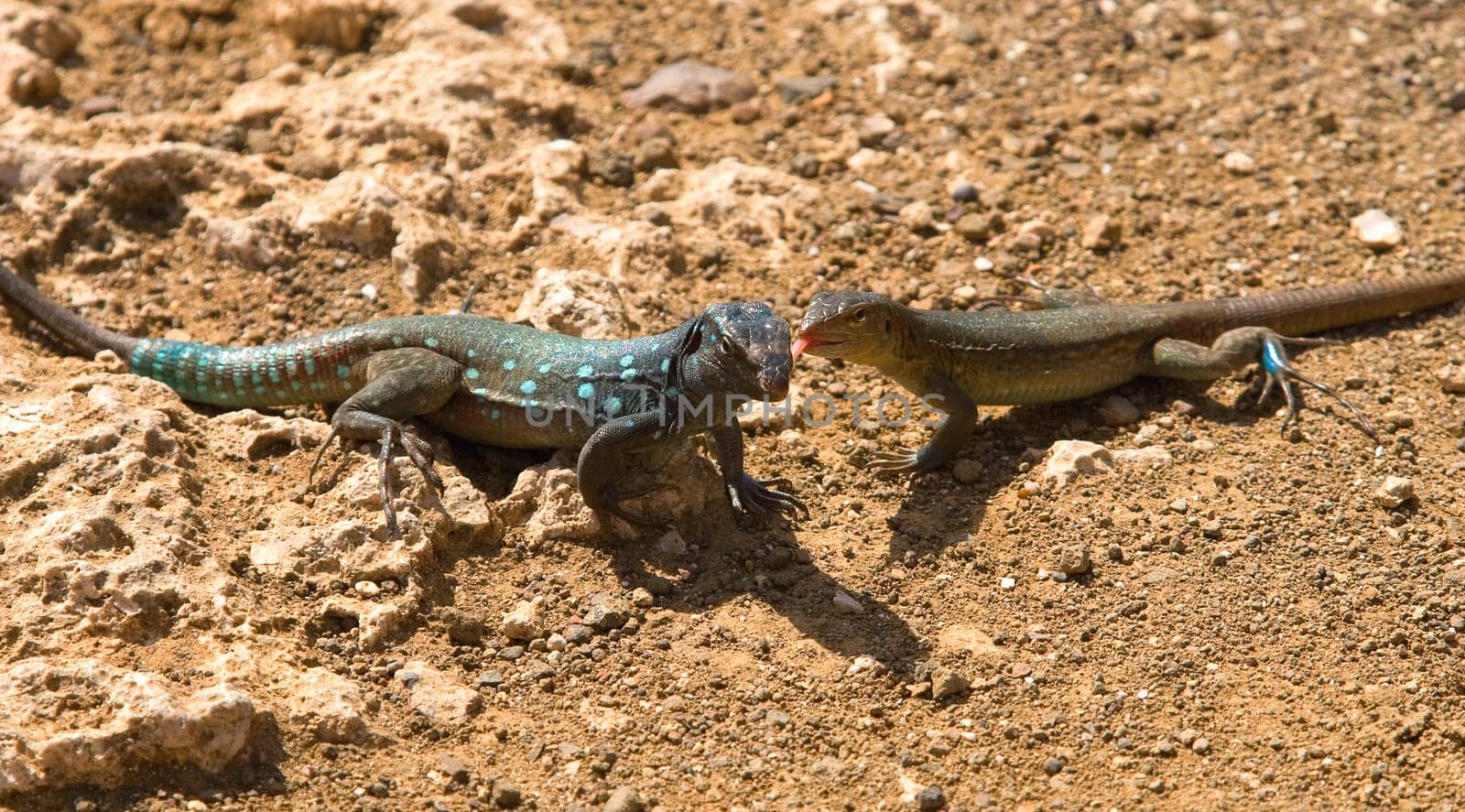 Iguana in Nature Bonaire island Caribean sea