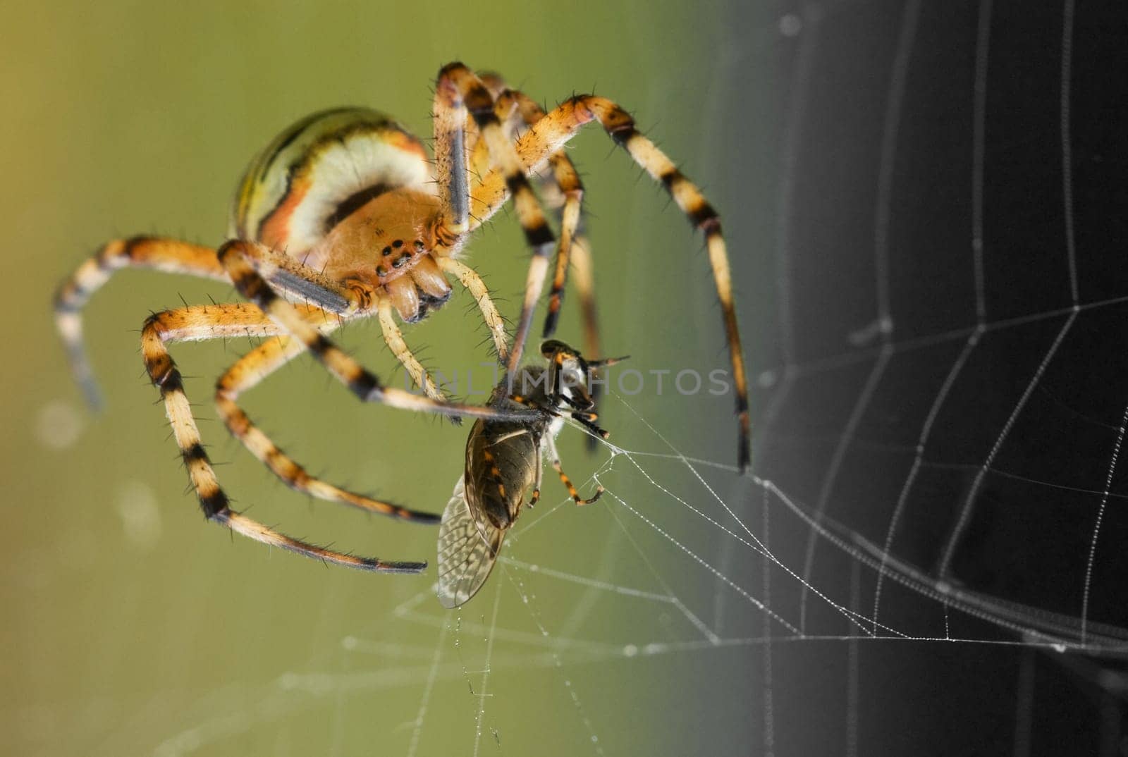 Wasp spider with catch seen in the eyes with part of its web and with soft green/bluegray background.