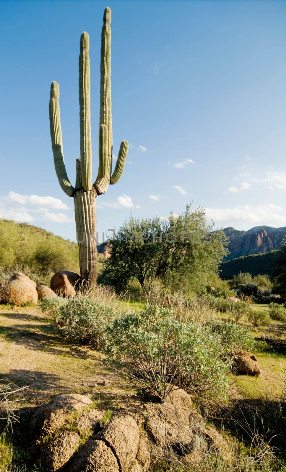 Southwest Desert Arizona,USA