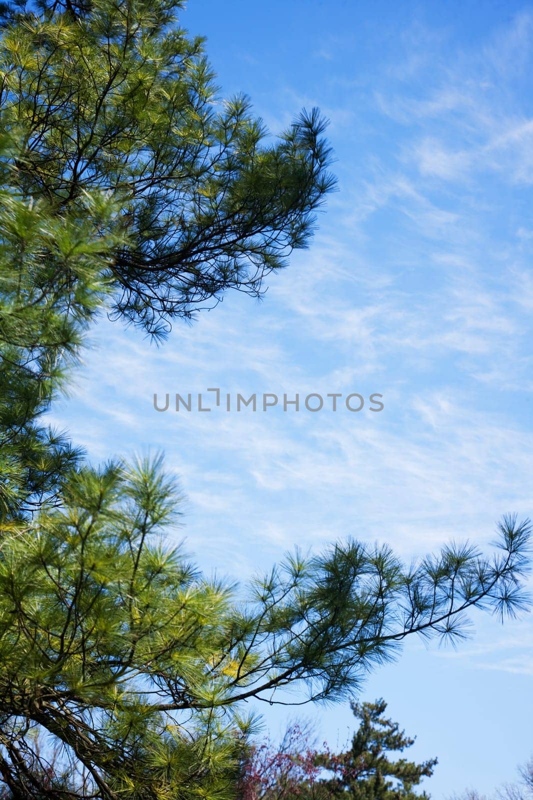 Pine tree on a Summer day with blue sky and Cirrus Clouds