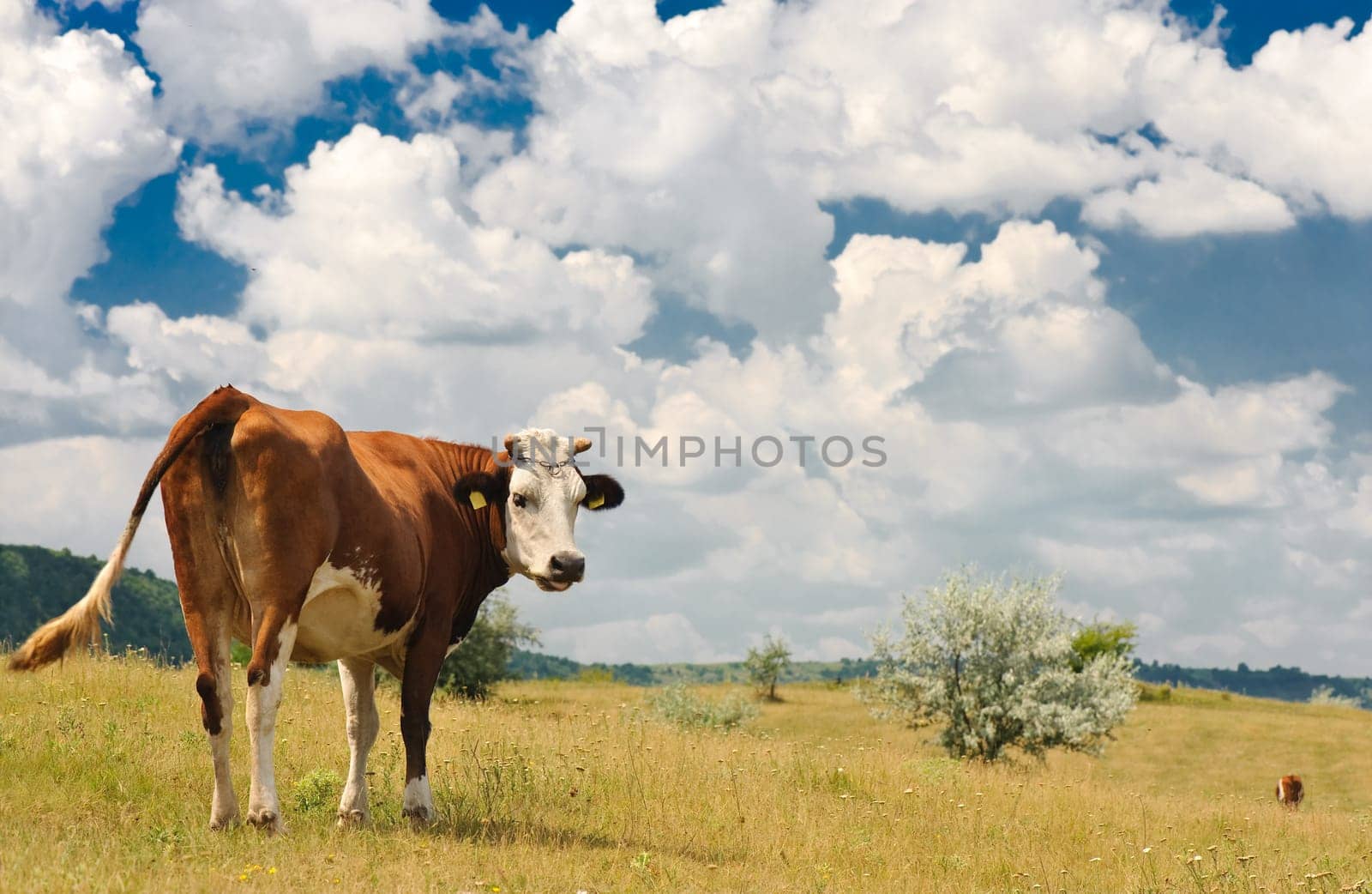 brown cow grazing at summer sunny meadow