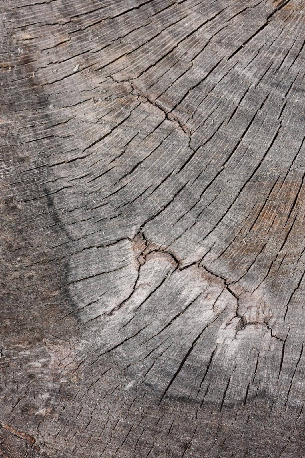 A cracked tree stump textural surface.