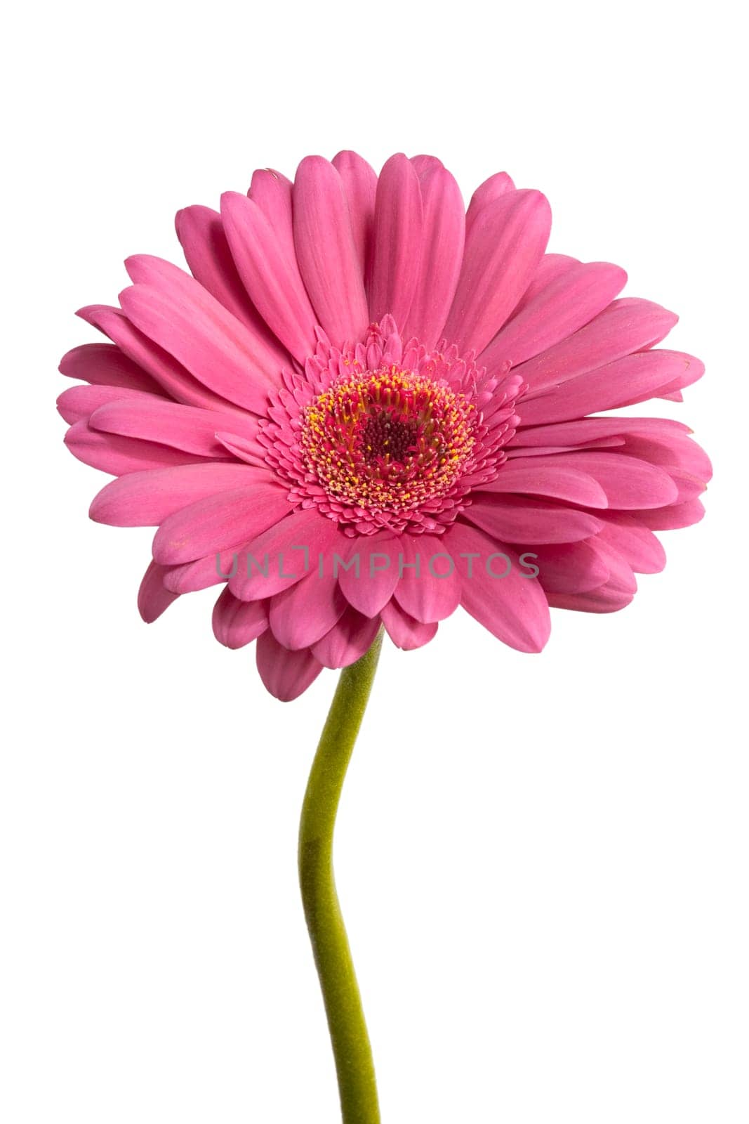 pink gerber isolated on white background