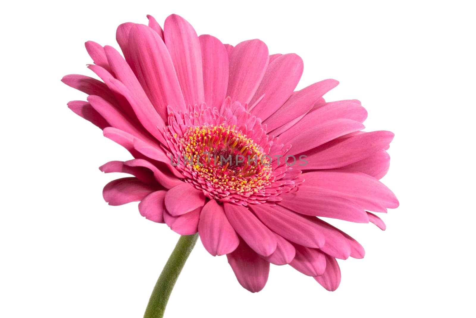 pink gerber isolated on white background
