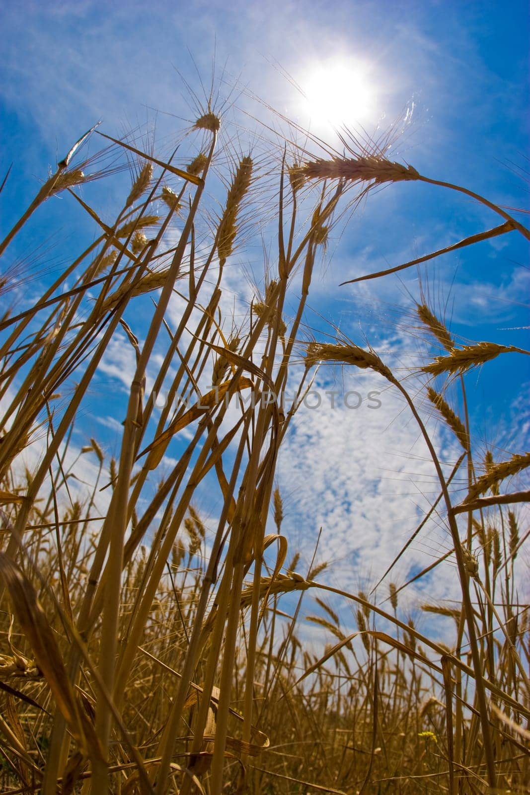 agriculture series:  close up of wheat golden grain
