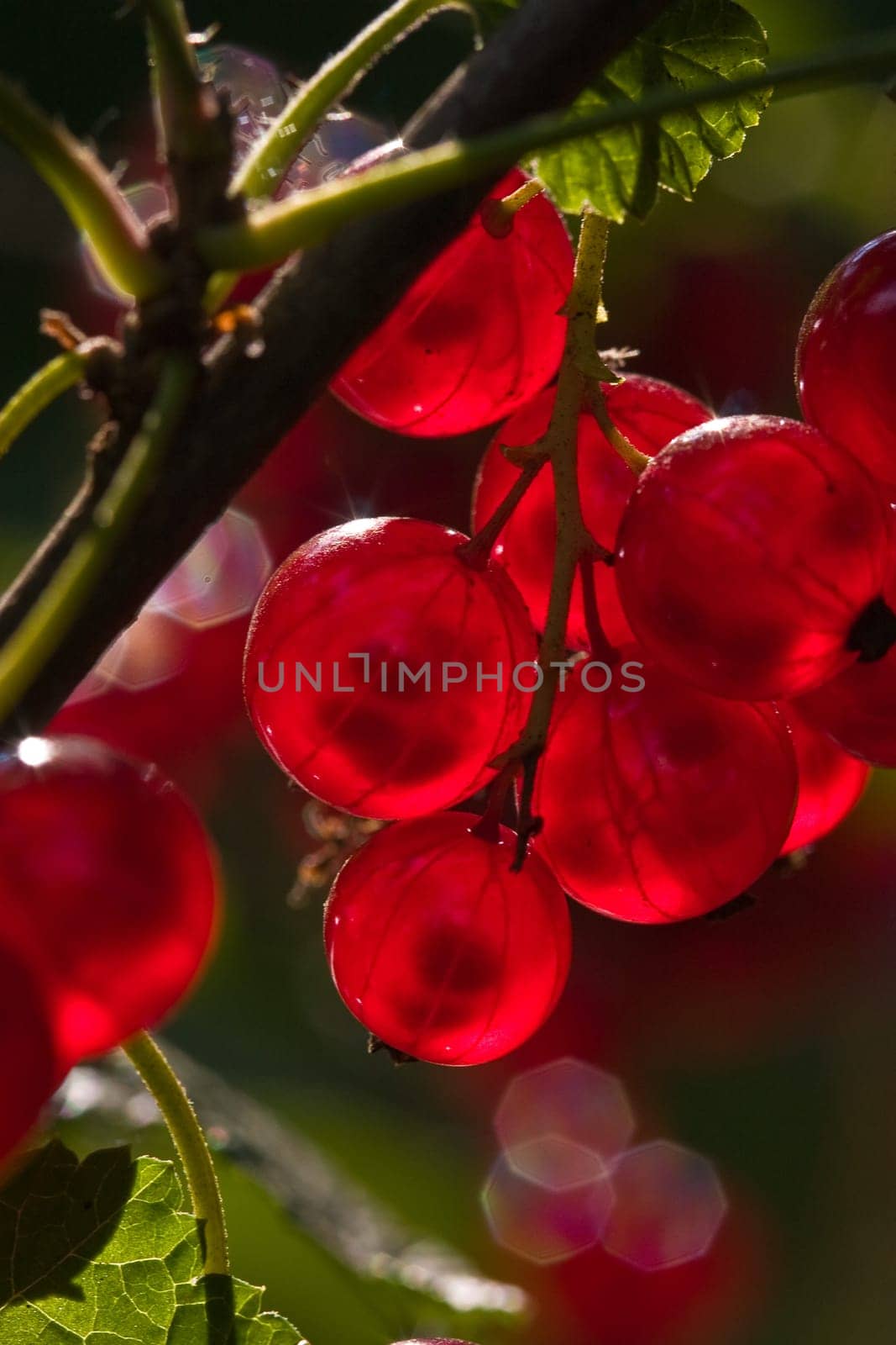 food series: ripe red currant on the bush