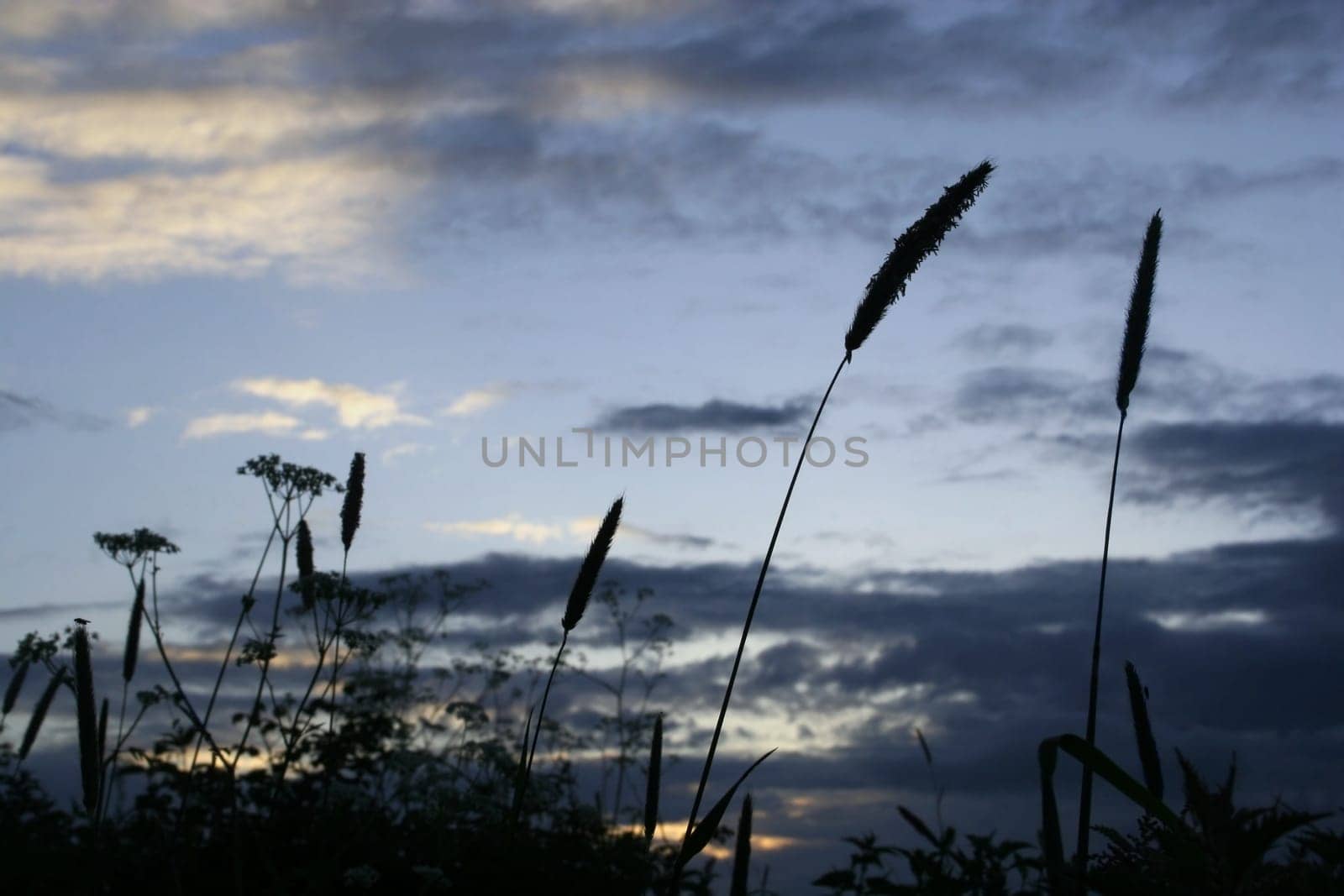 Wild grass silhouetted against an early evening sky. The main pieces of grass are in focus as well as some of the lower pieces, and the insects on them.