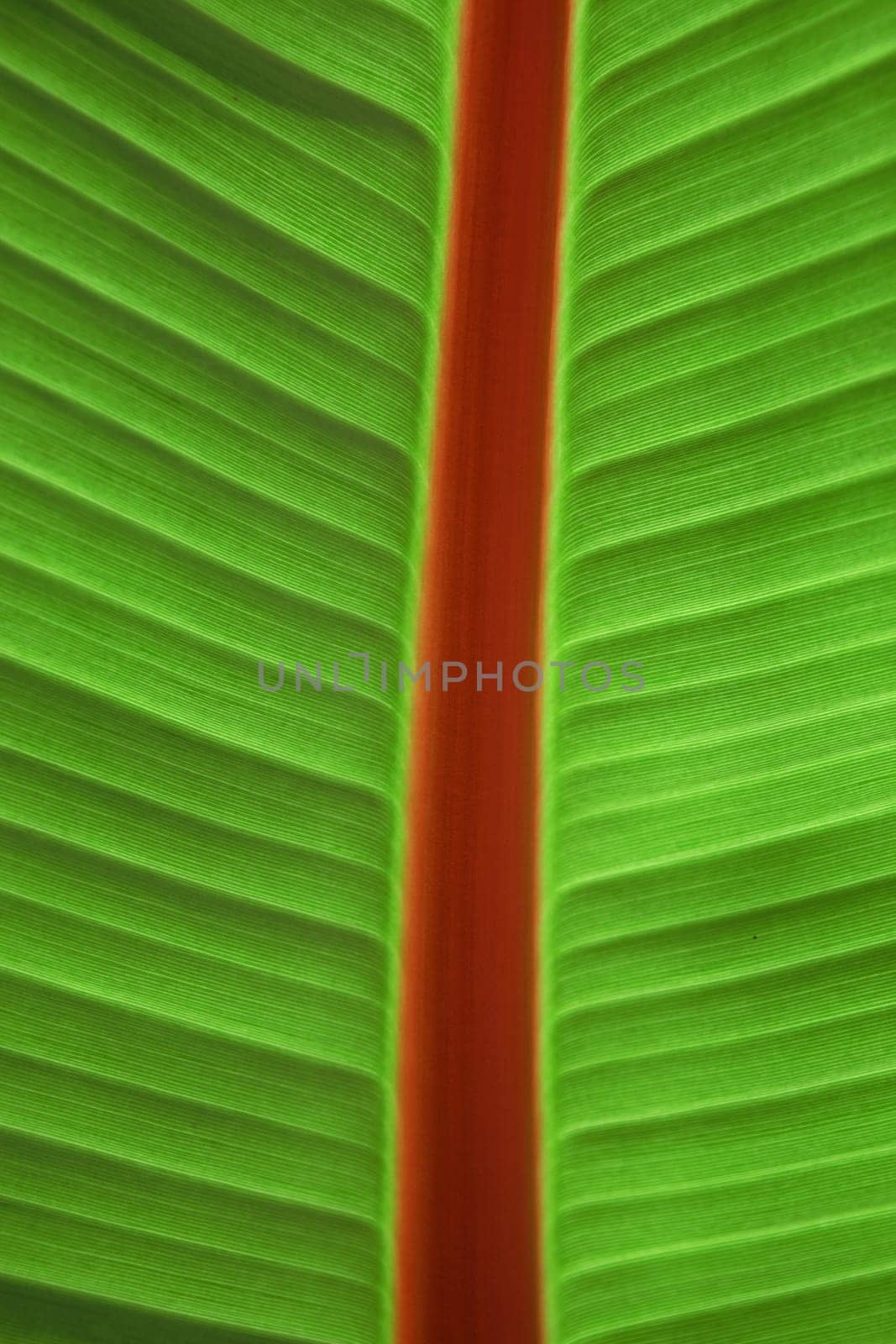 Freshness Palm Leaf