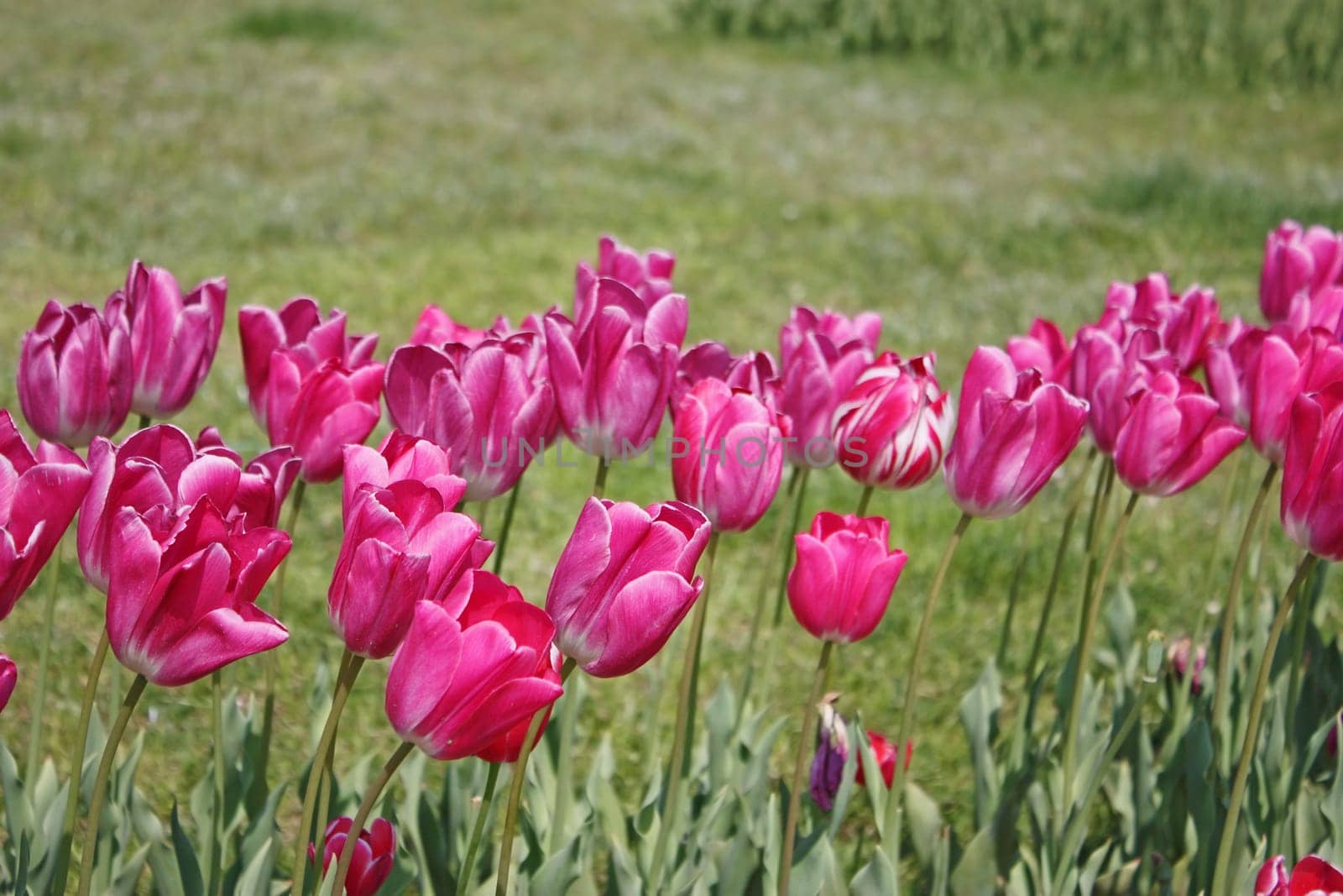 Pink Tulips