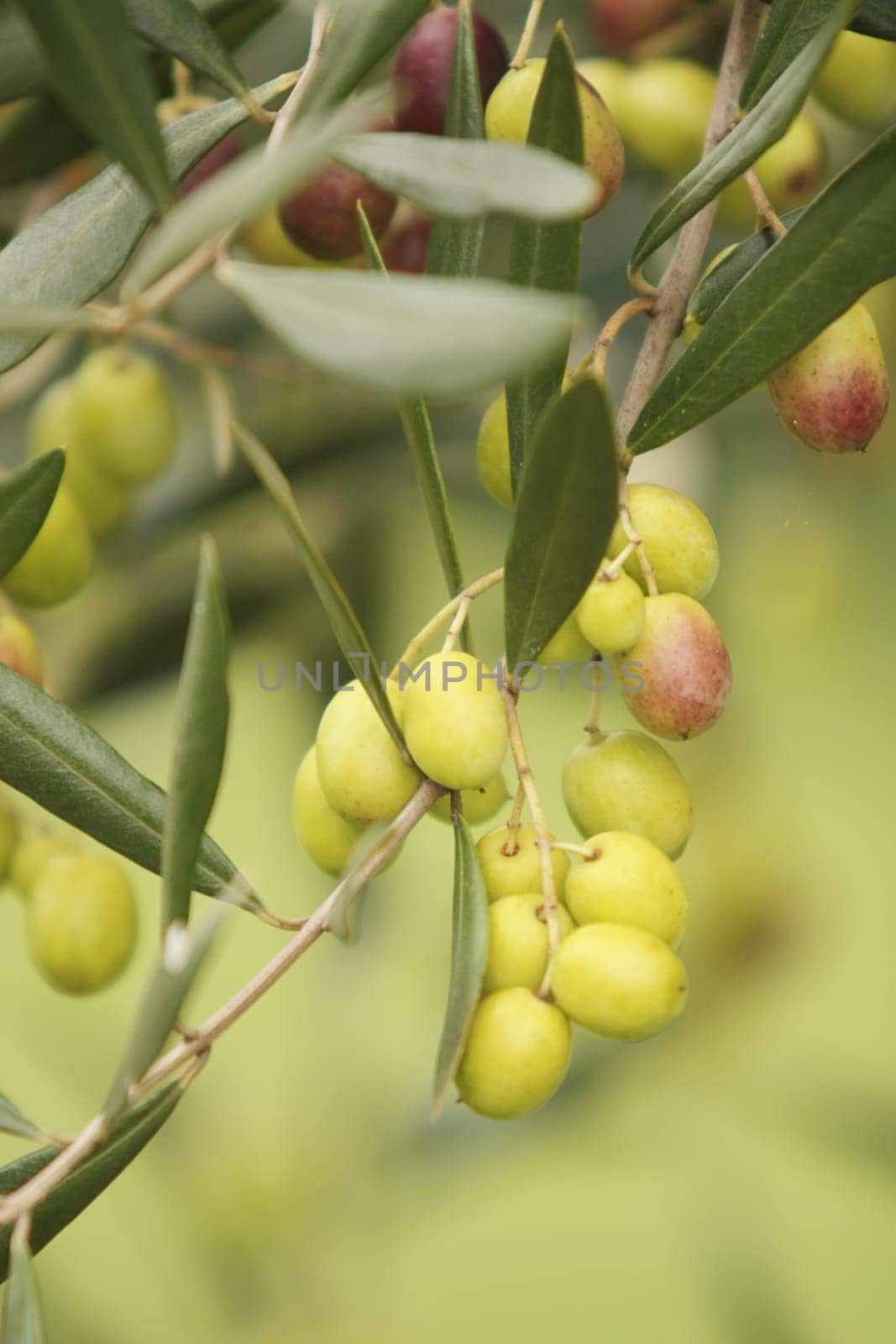 Olive Tree With Branches and Leaves Unplucked