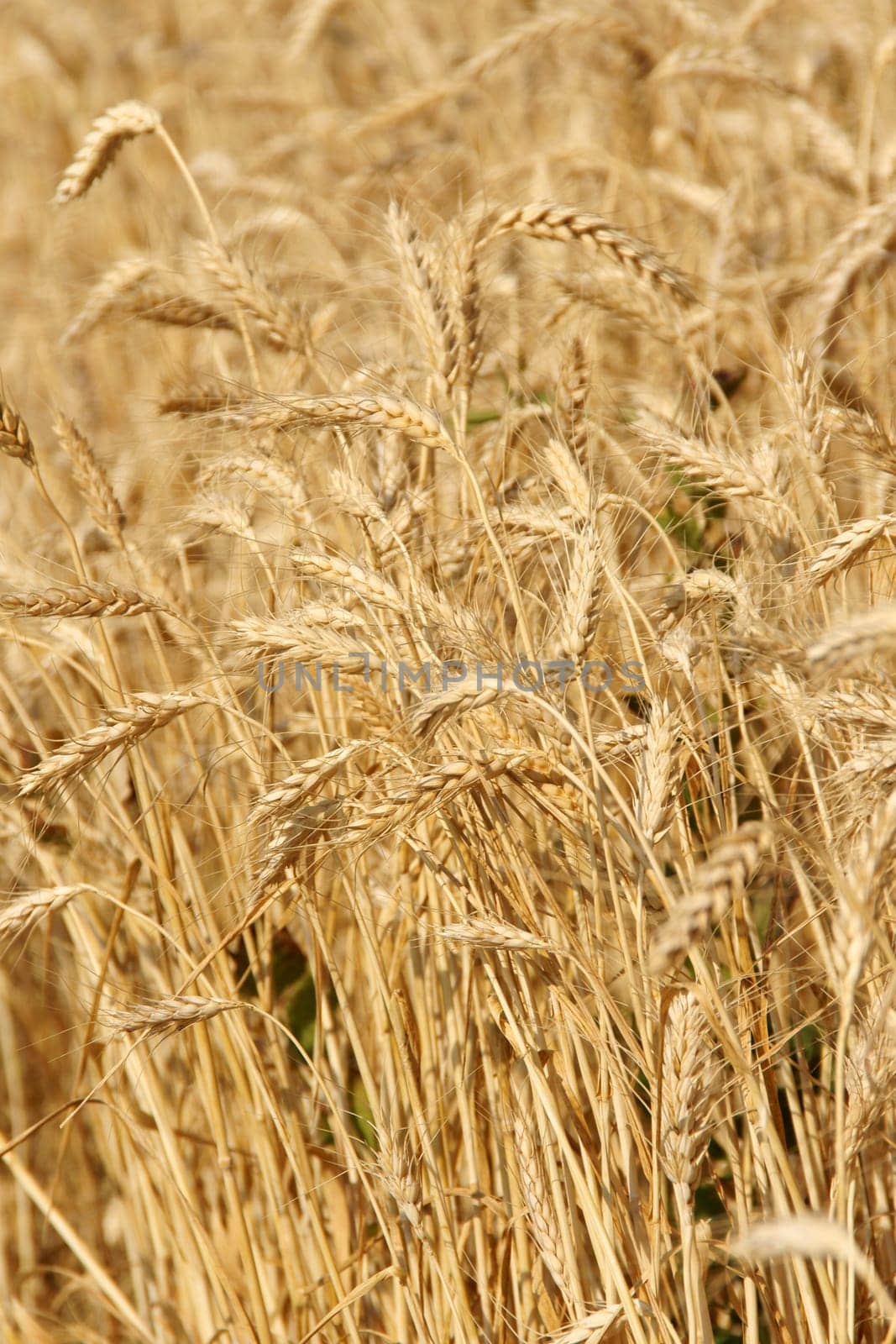 Wheat field in summer, waiting for harvesting