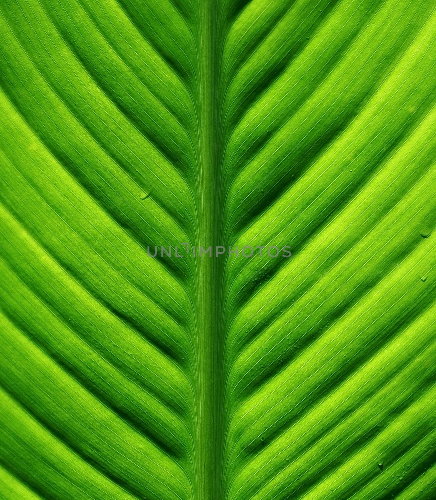 macro, studio, Canon 30D