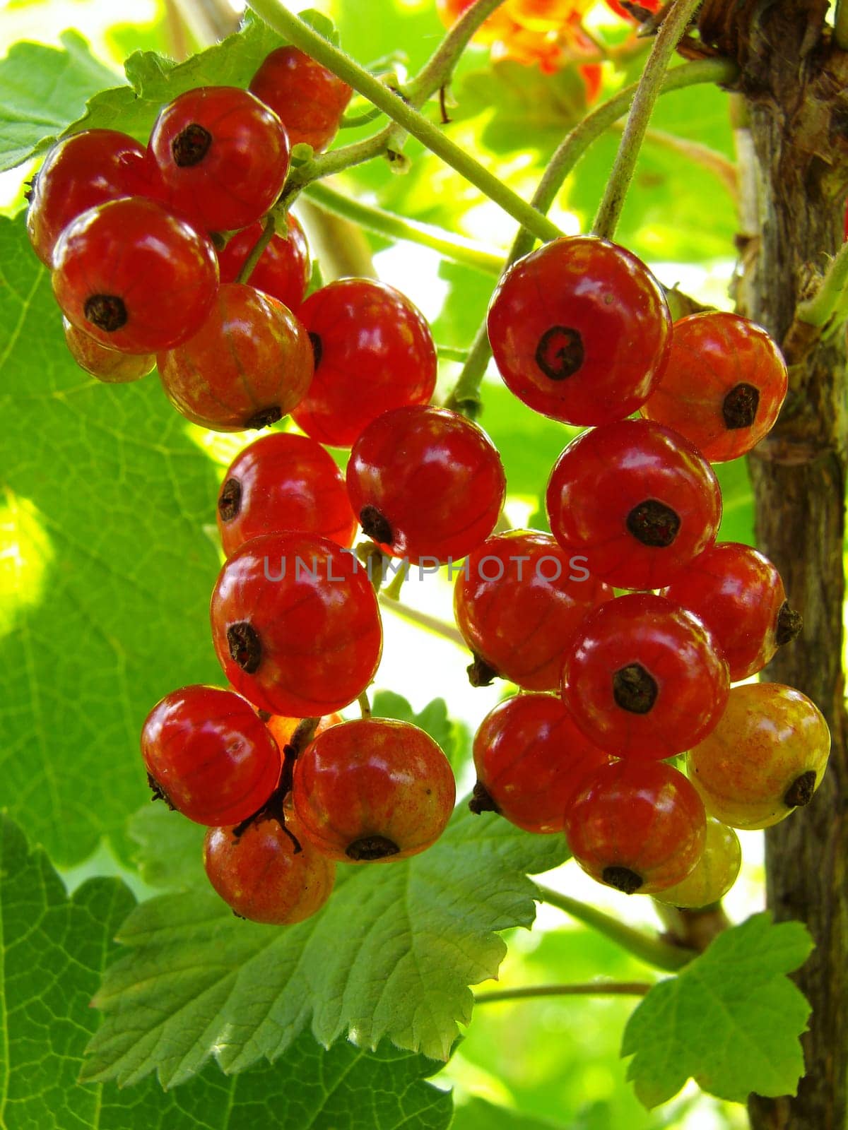 ripening redcurrant bunches on the branch