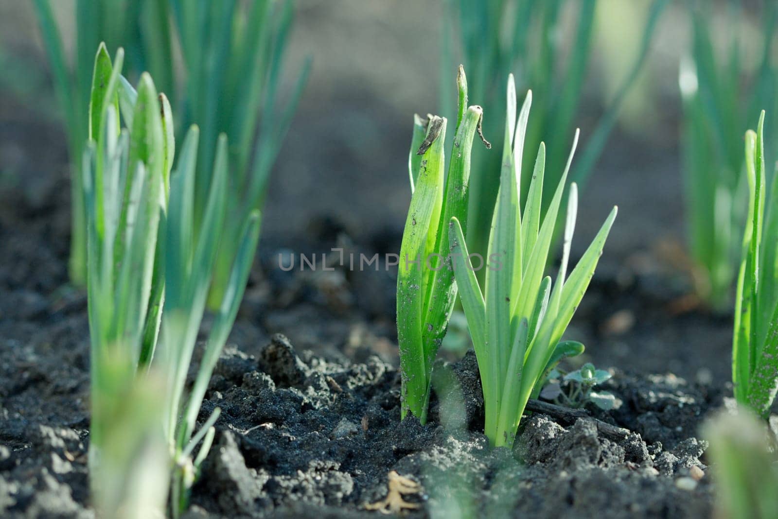 Small plant growing out of the soil in spring