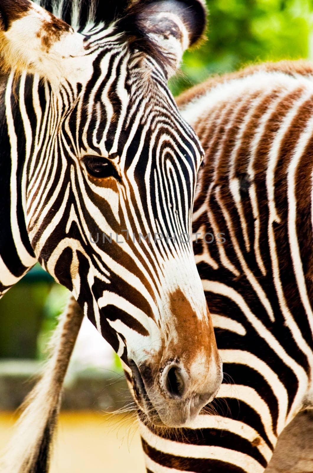 A couple of zebra at the zoo