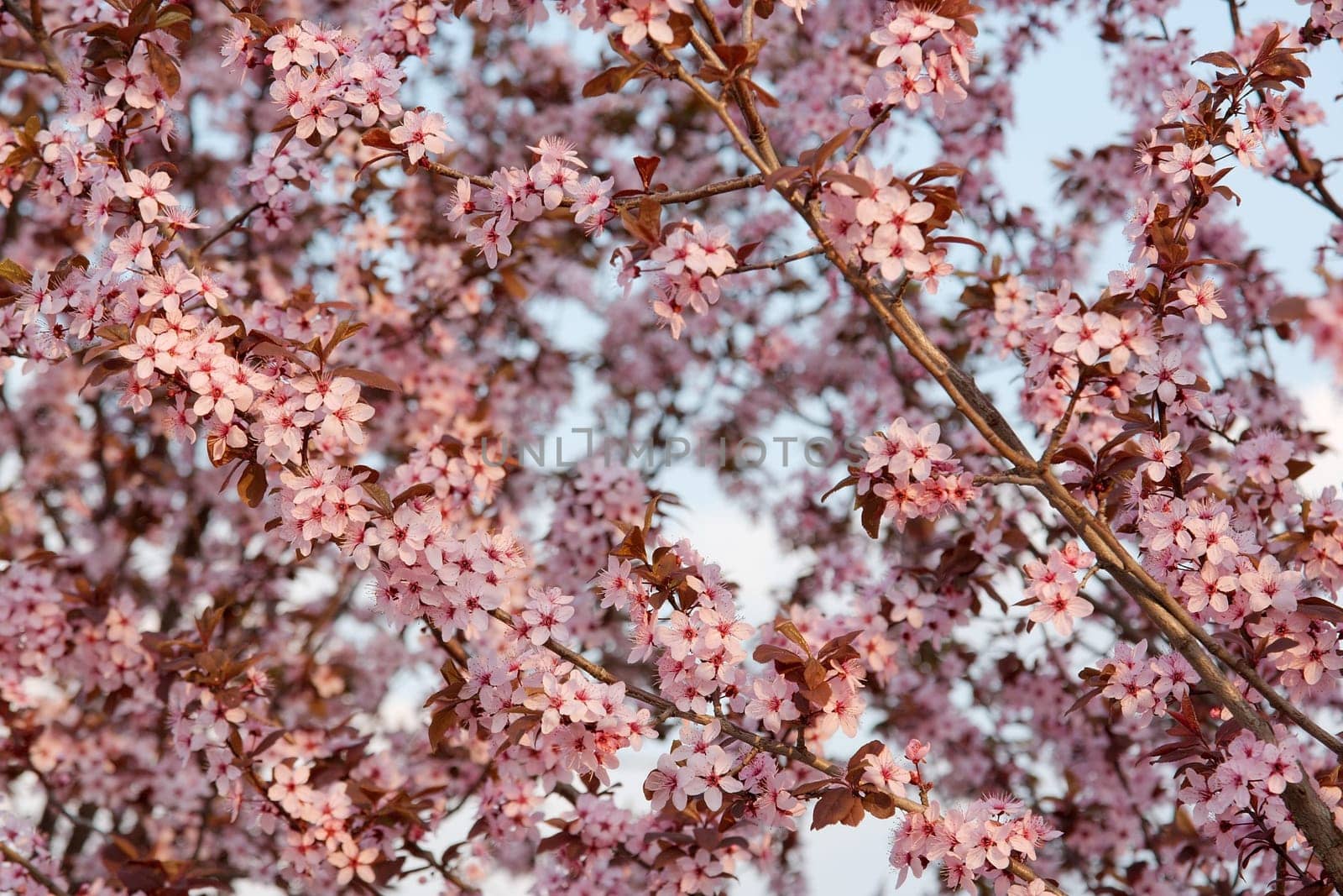 Blooming spring flowers of a tree