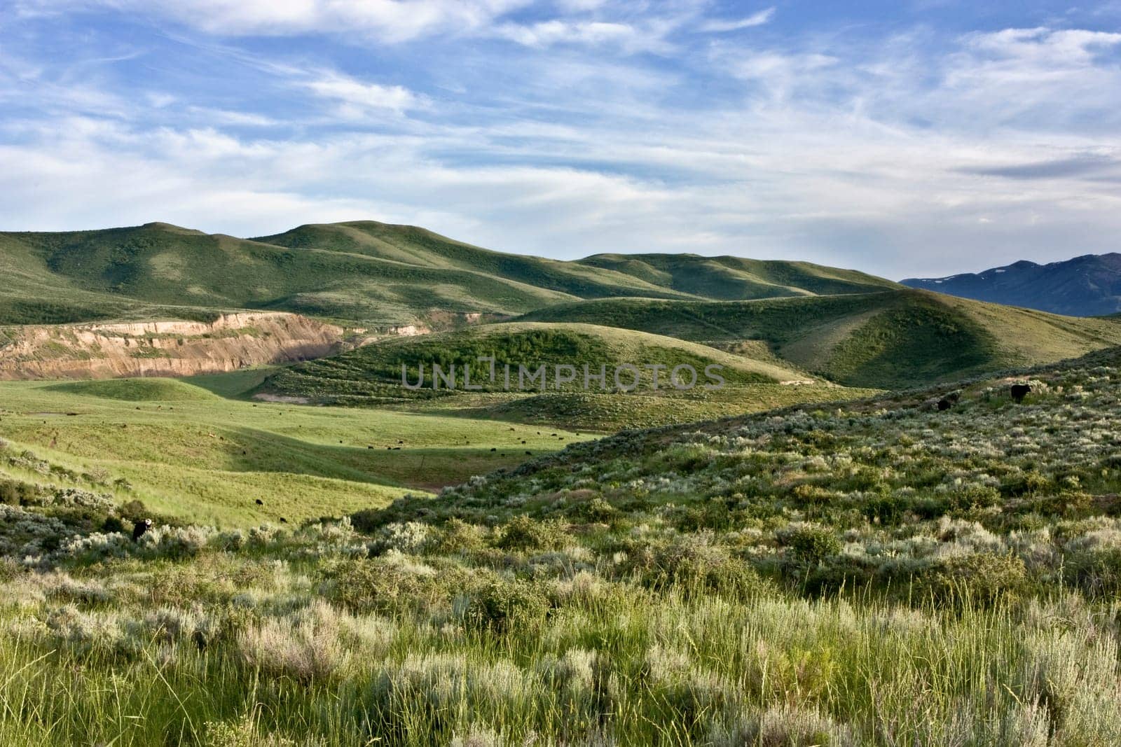 Sunny summer day in the foothills of Blackfoot Idaho