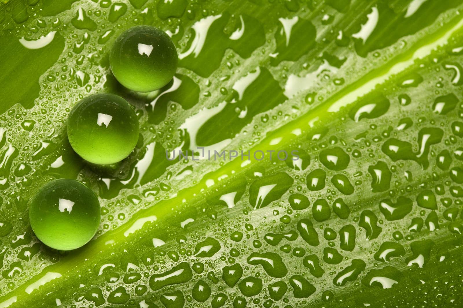 Fresh and pure green nature background - leaf pattern with water drops