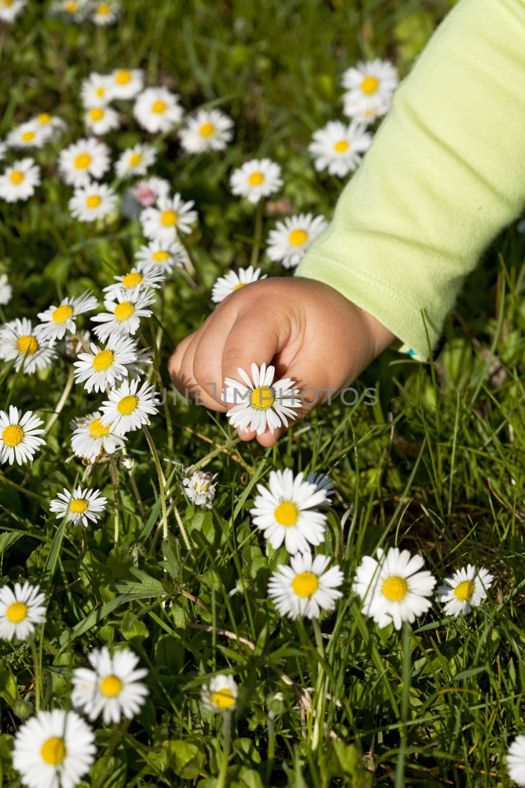 Kid hand picking white wildflowers from the green grass in bright sunshine