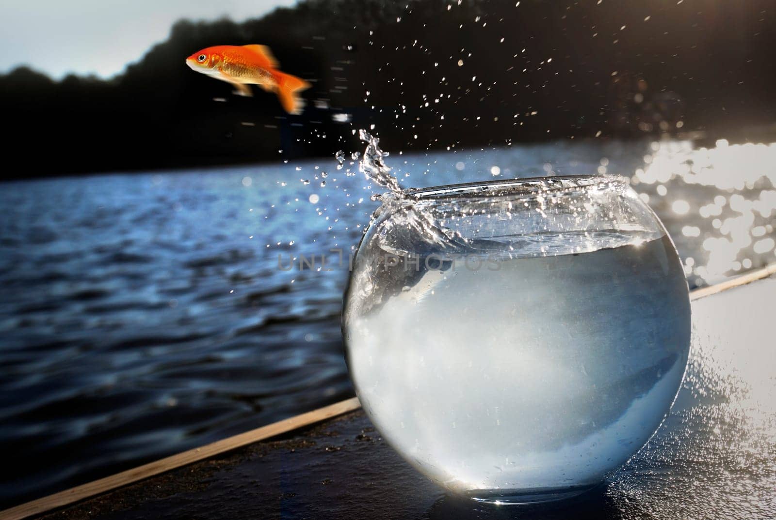 goldfish jumping out of the water