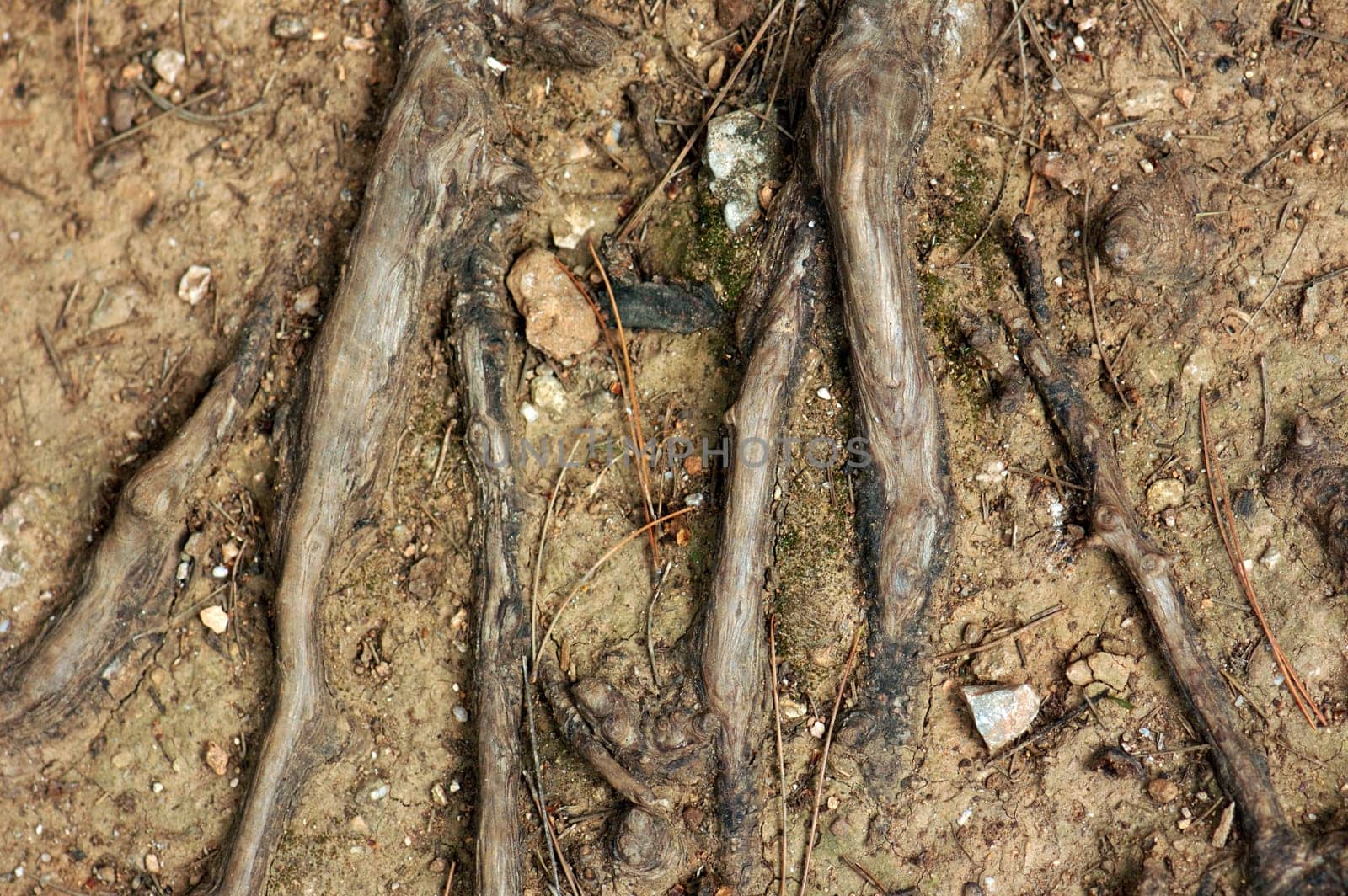Tree roots above the ground. Abstract background.