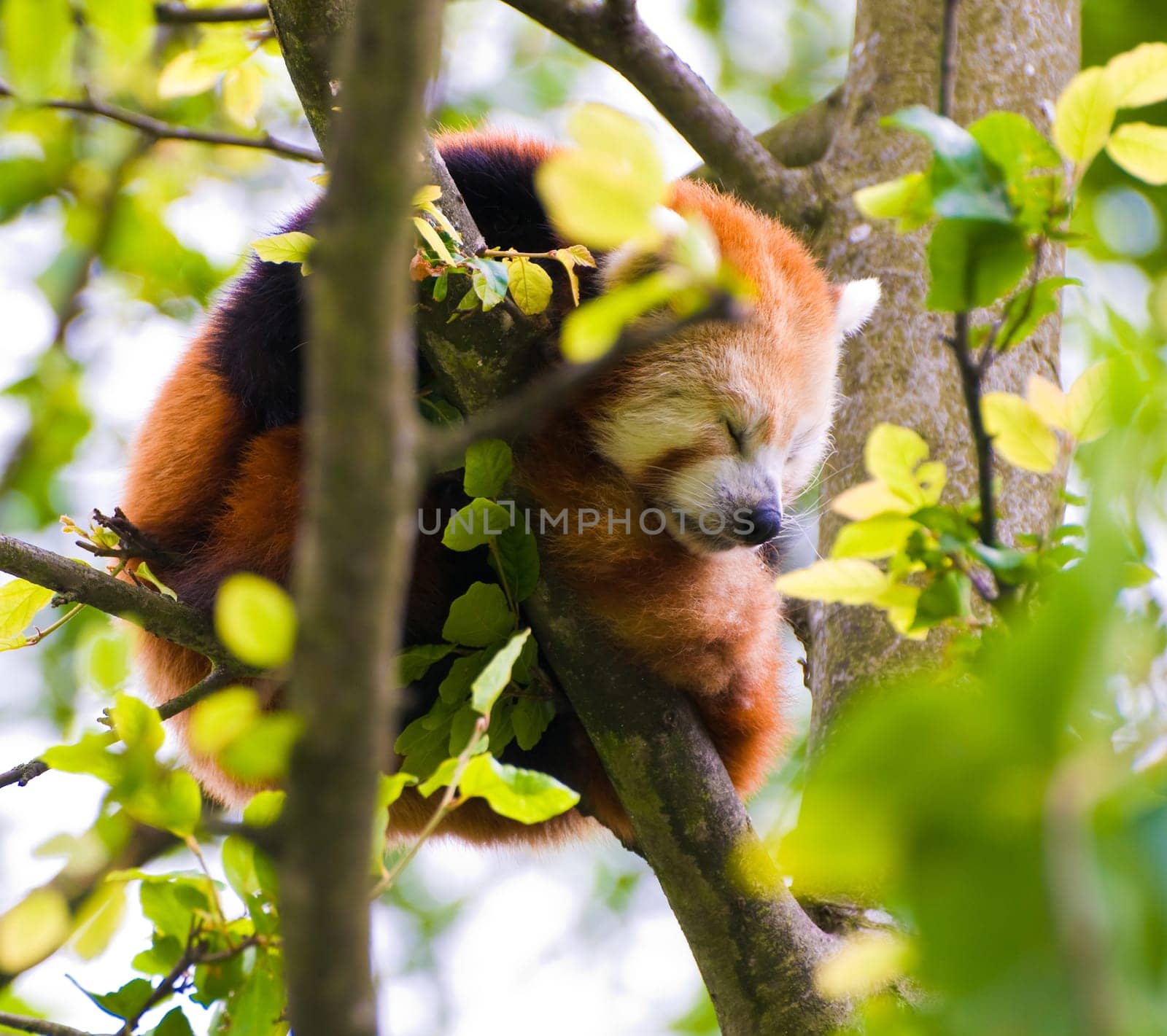 A Red Panda sleeping in a tree.
