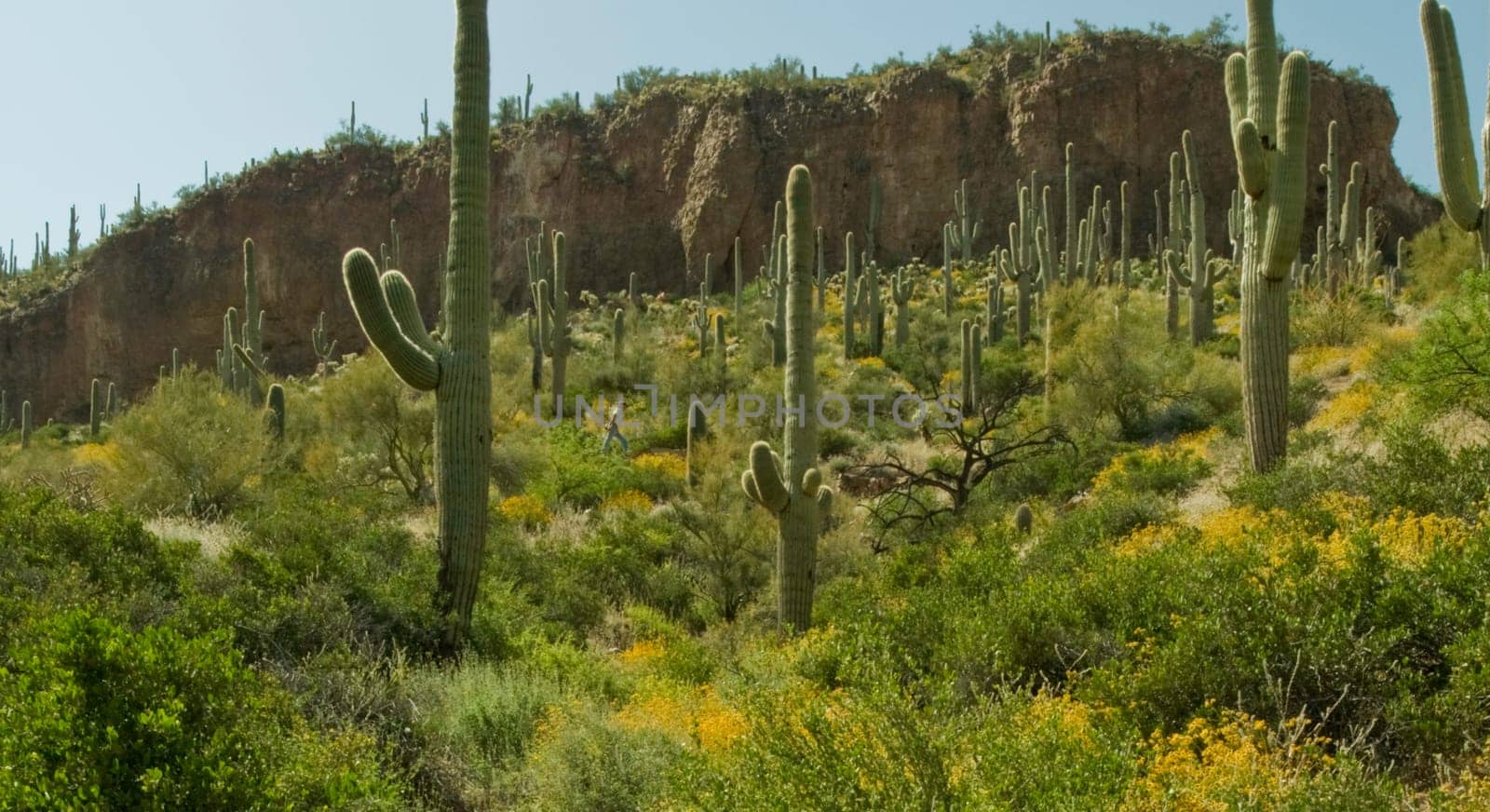 Cactus dot a hillside in the Arizona desert.