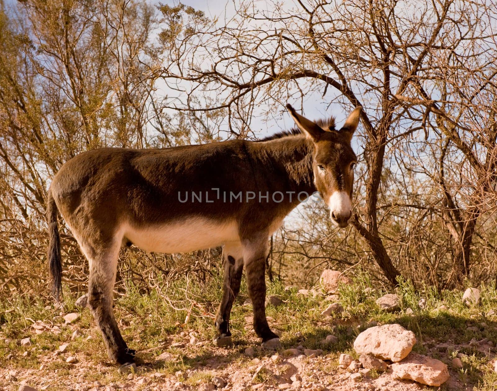 A burro on Castle Hot Spring road in the desert northwest of Phoenix.