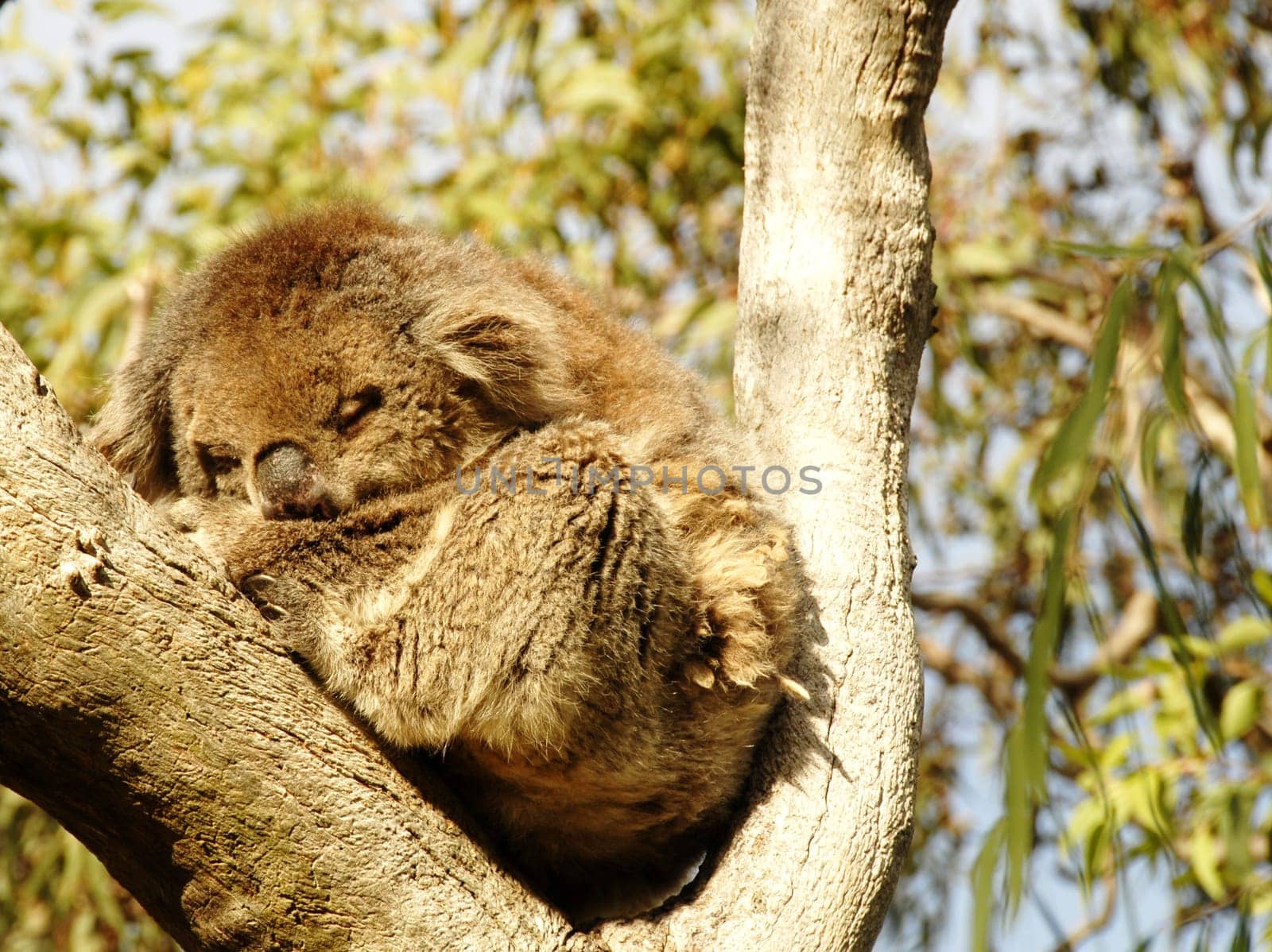 Koala sleeping in a tree