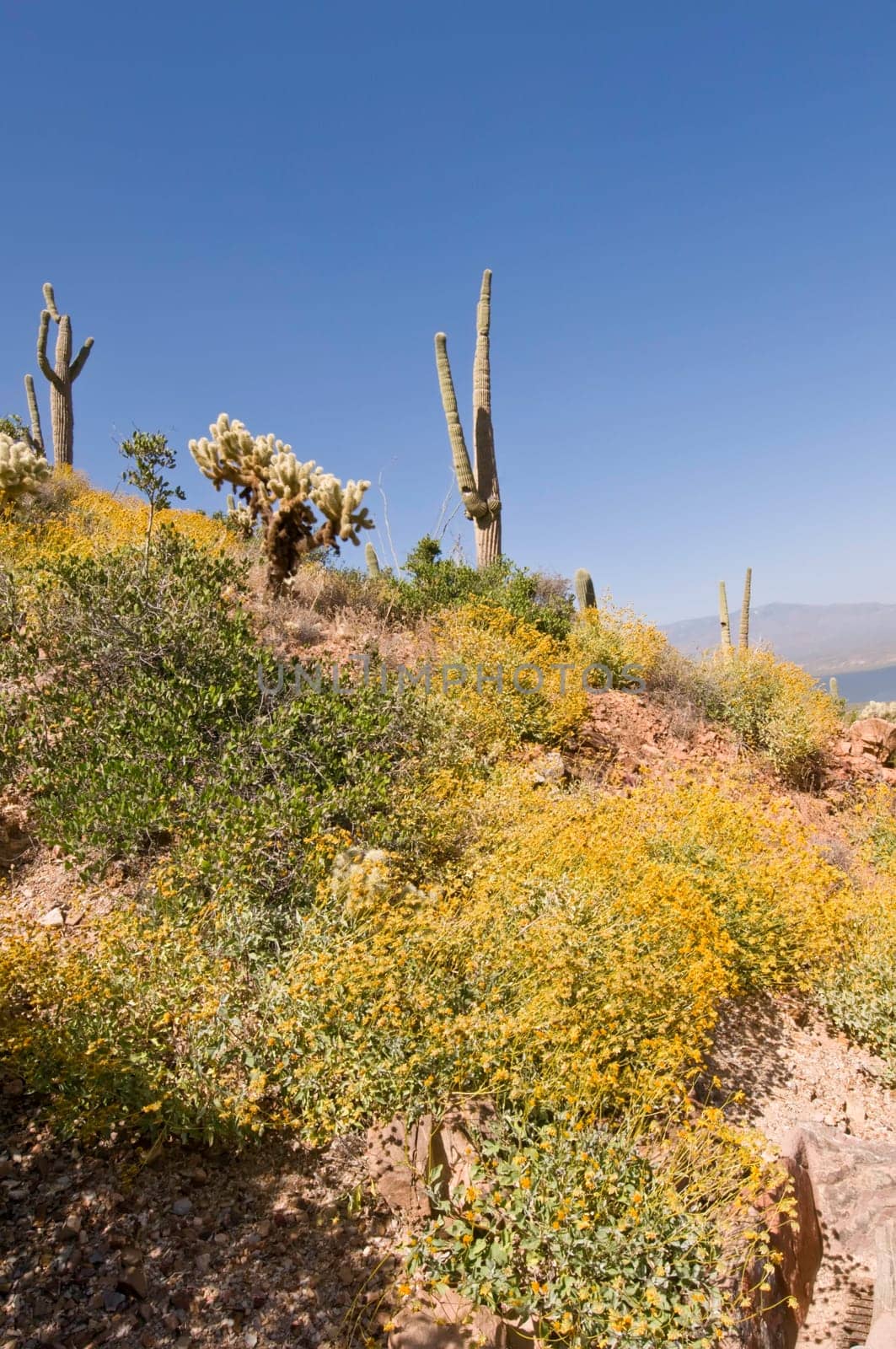 Cactus dot a hillside in the Arizona desert.