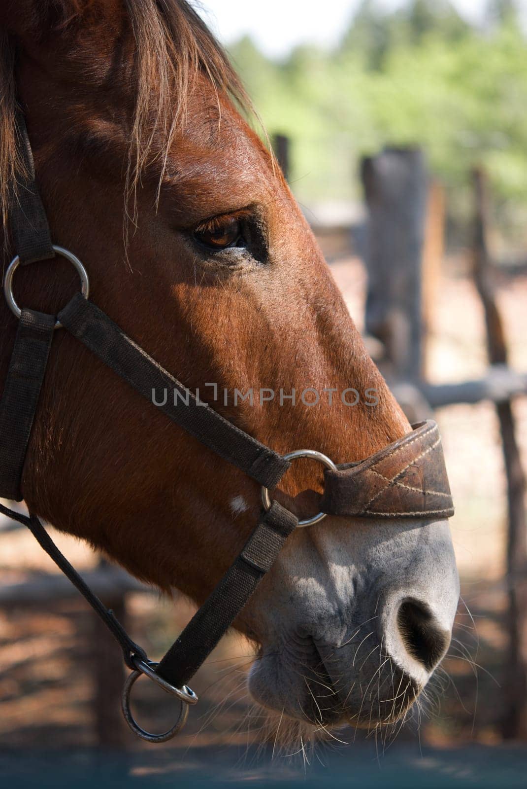 The profile view of a horse