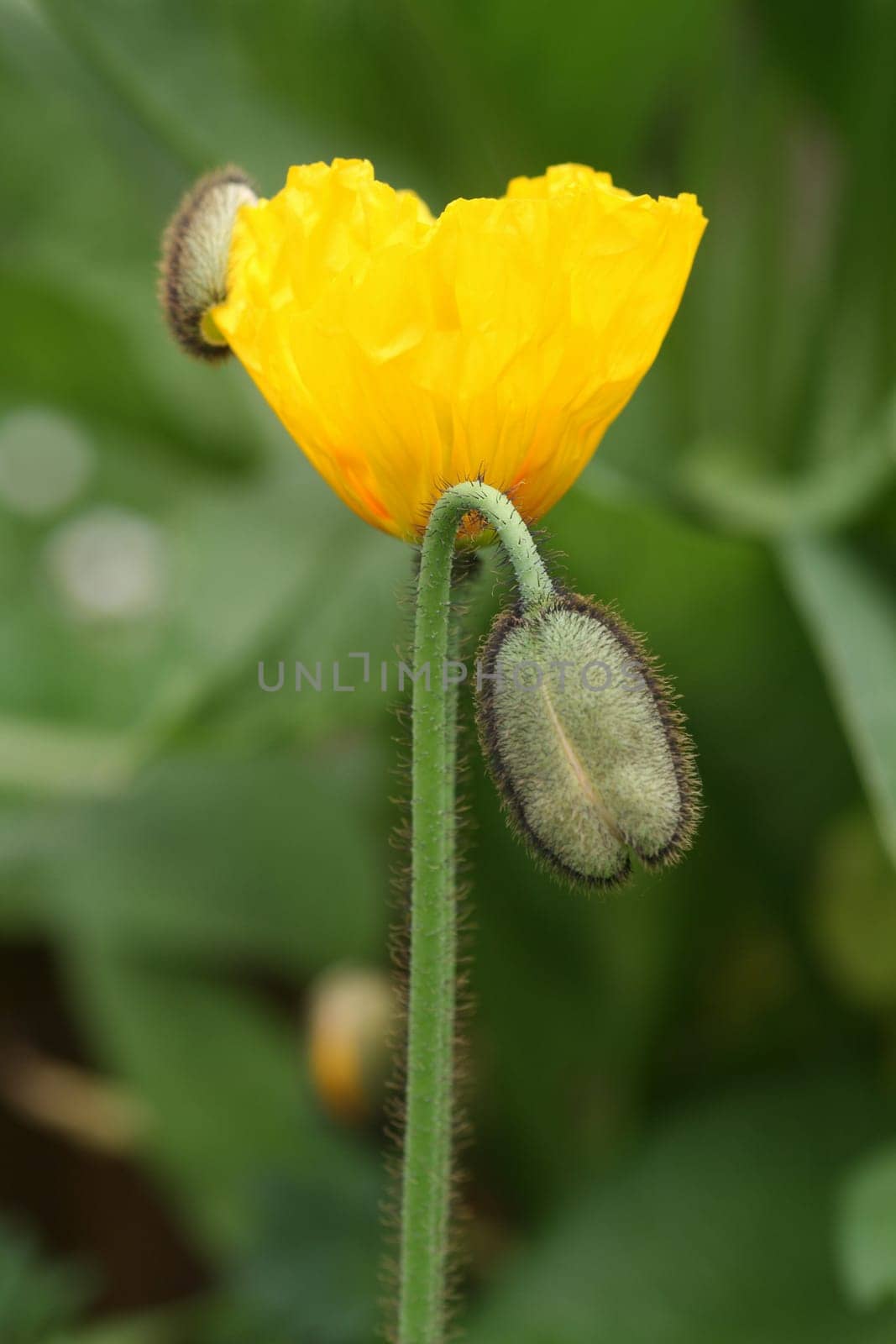 Close up from a corn poppy in the field.