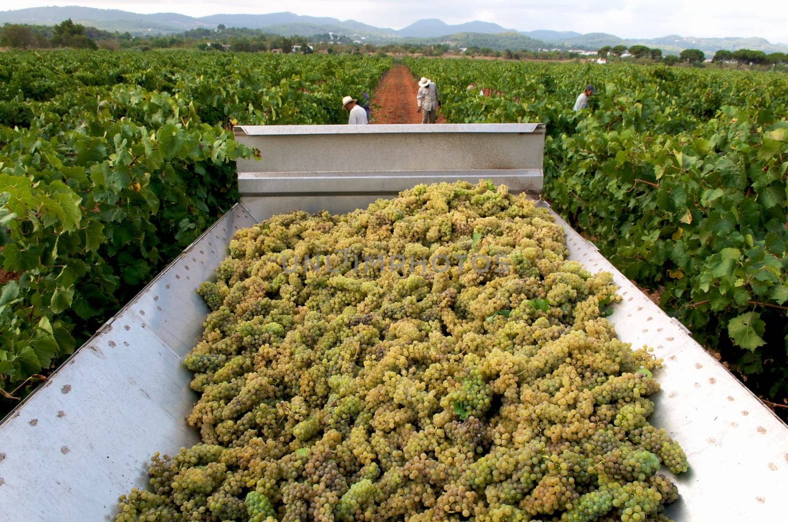 tractor where the grape takes shelter